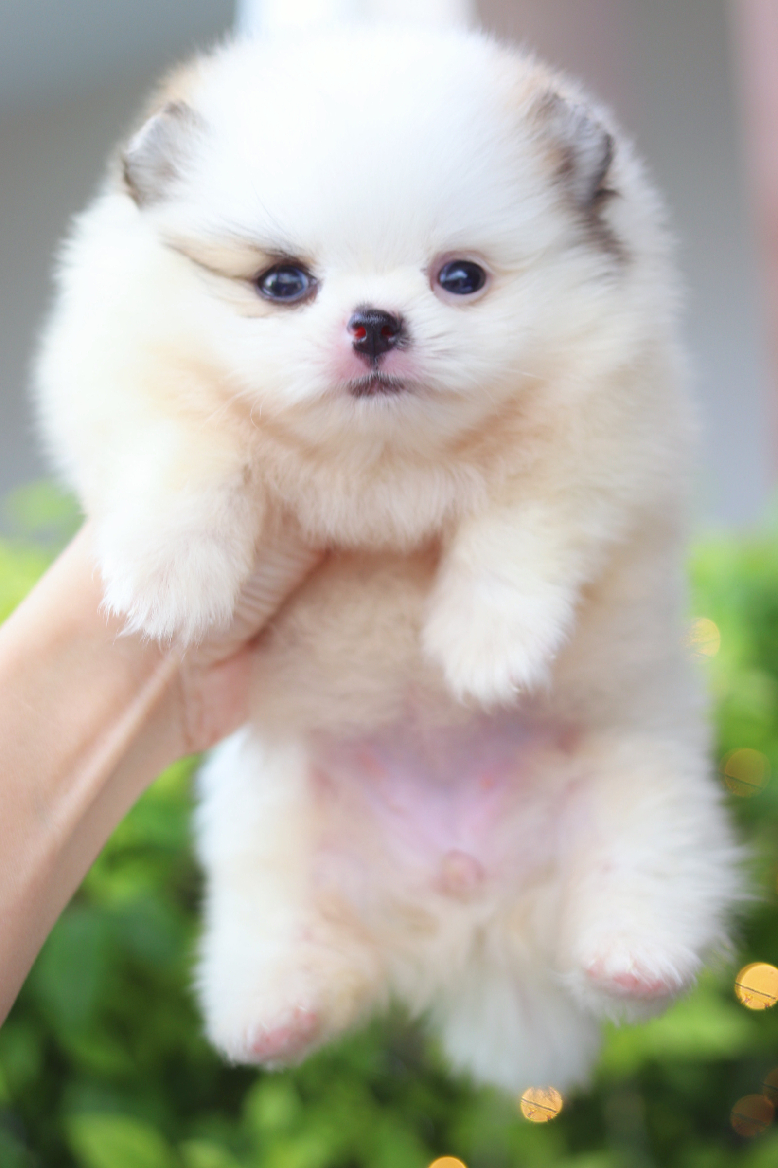 ปอมเมอเรเนียน เพศเมียสีแฟนซี