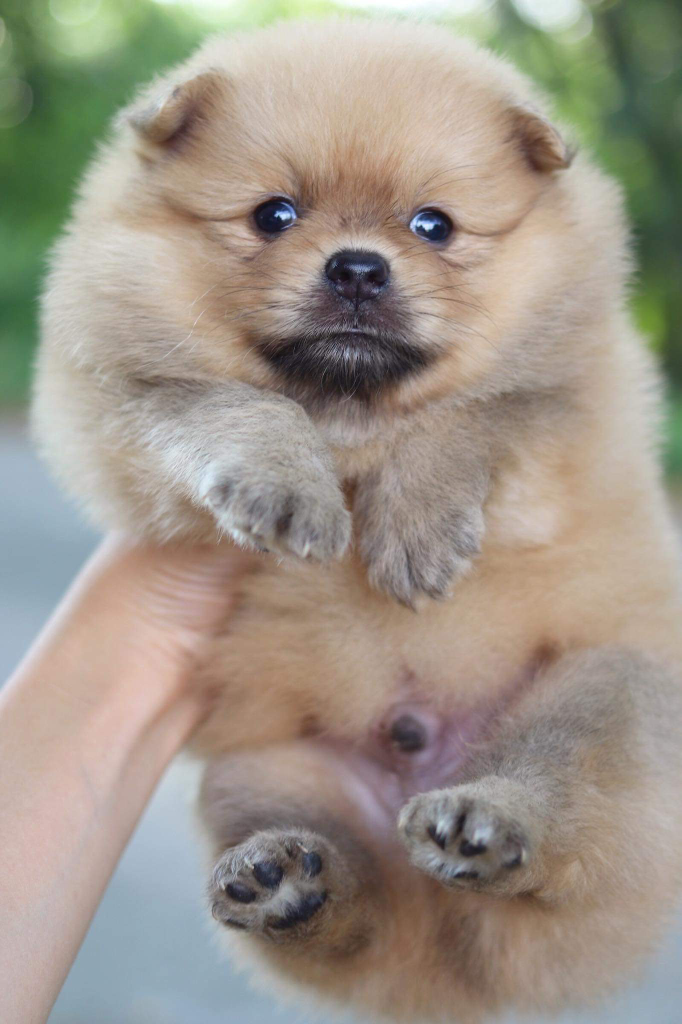 ปอมเมอเรเนียน เพศผู้