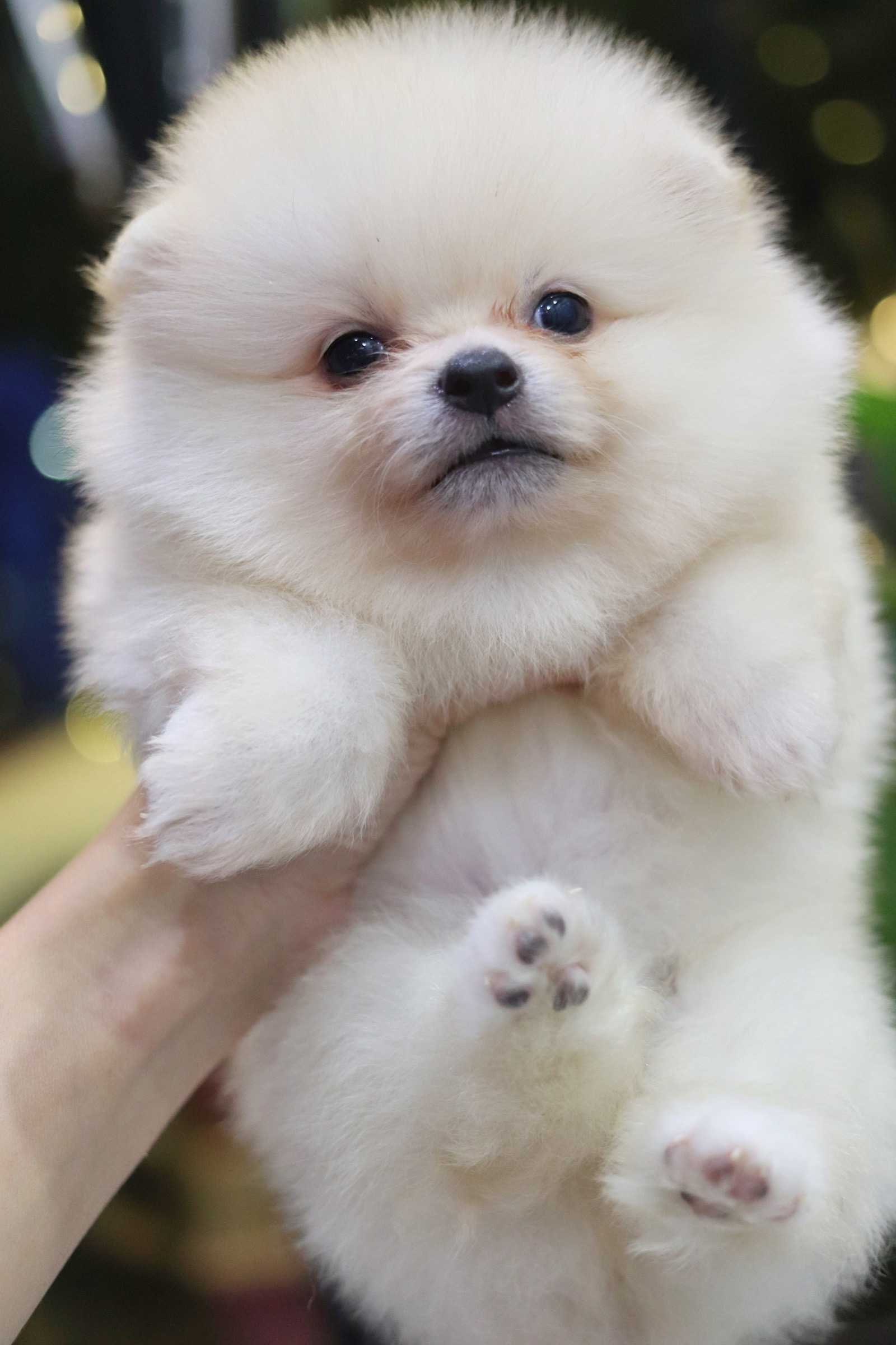 ปอมเมอเรเนียน เพศผู้ขาวครีม