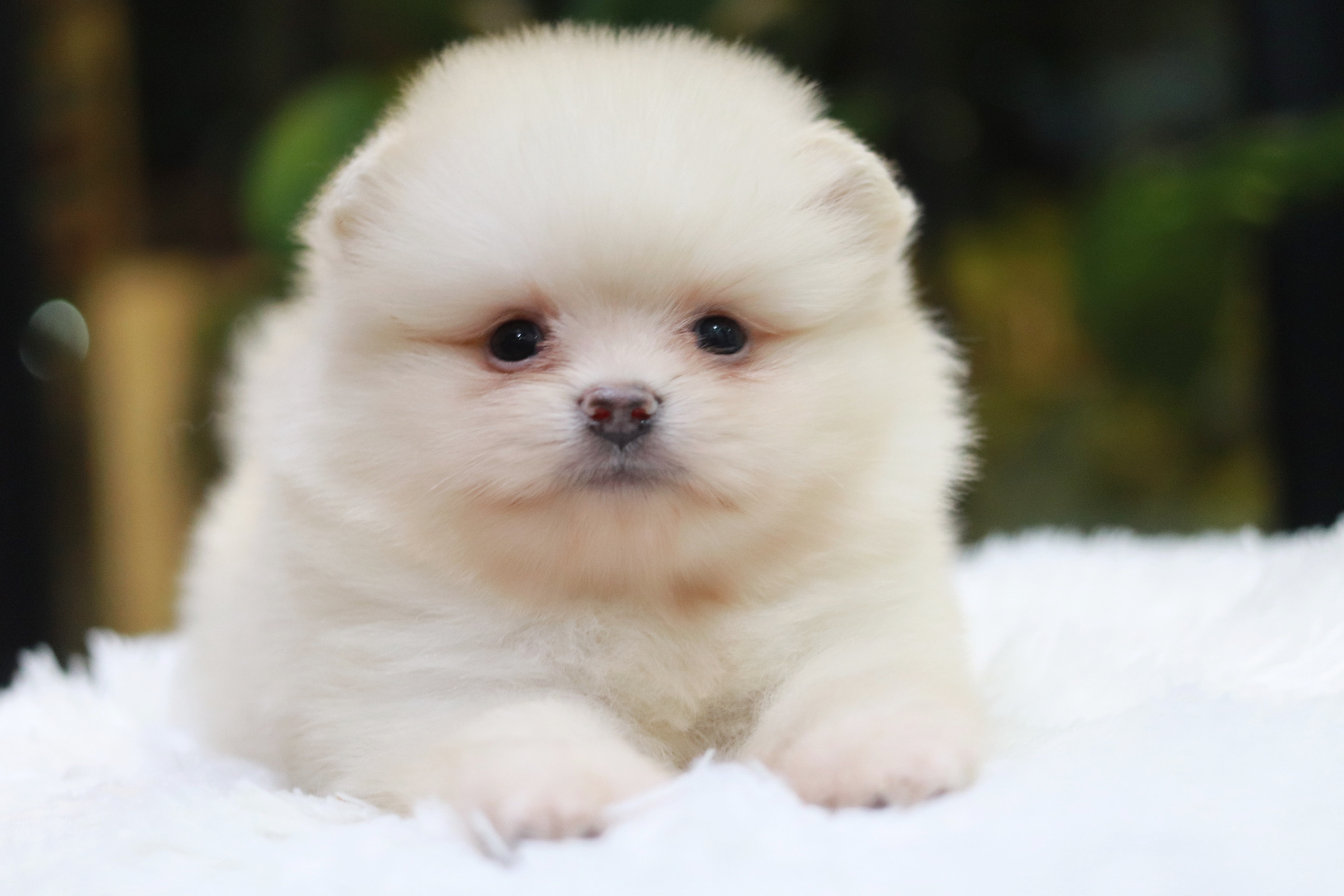 ปอมเมอเรเนียน เพศผู้ ครีม หน้าฟ็อก