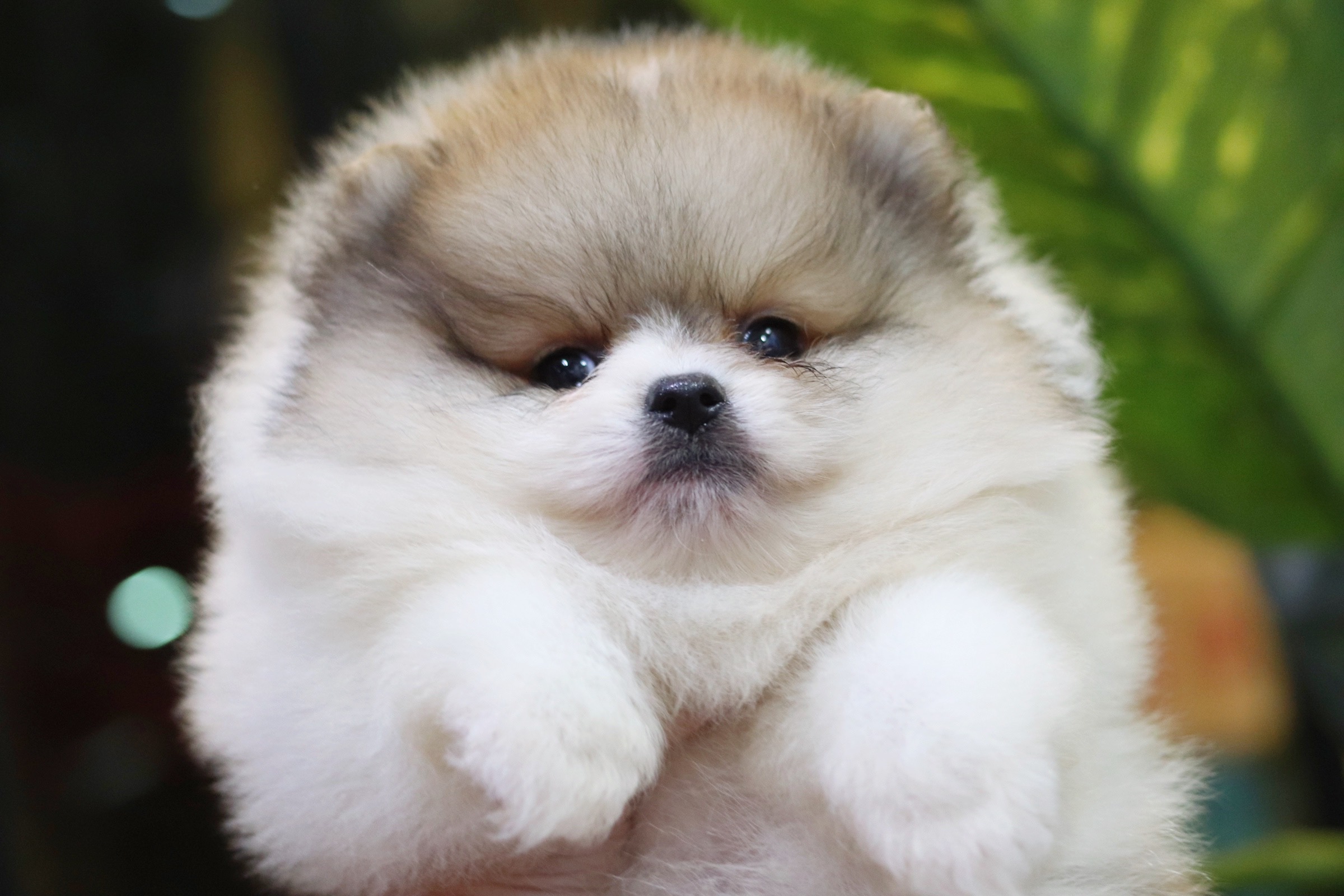 ปอมเมอเรเนียน เพศผู้สีแฟนซี