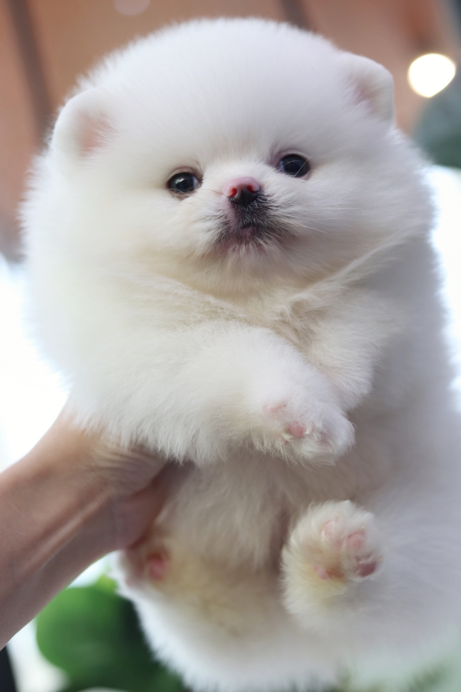 ปอมเมอเรเนียน เพศผู้ สีขาว