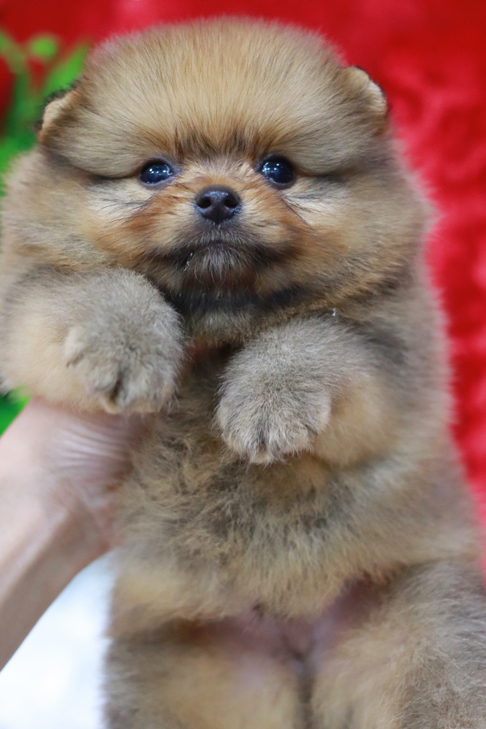 ปอมเมอเรเนียน เพศผู้มีส้ม ขนแน่นๆ