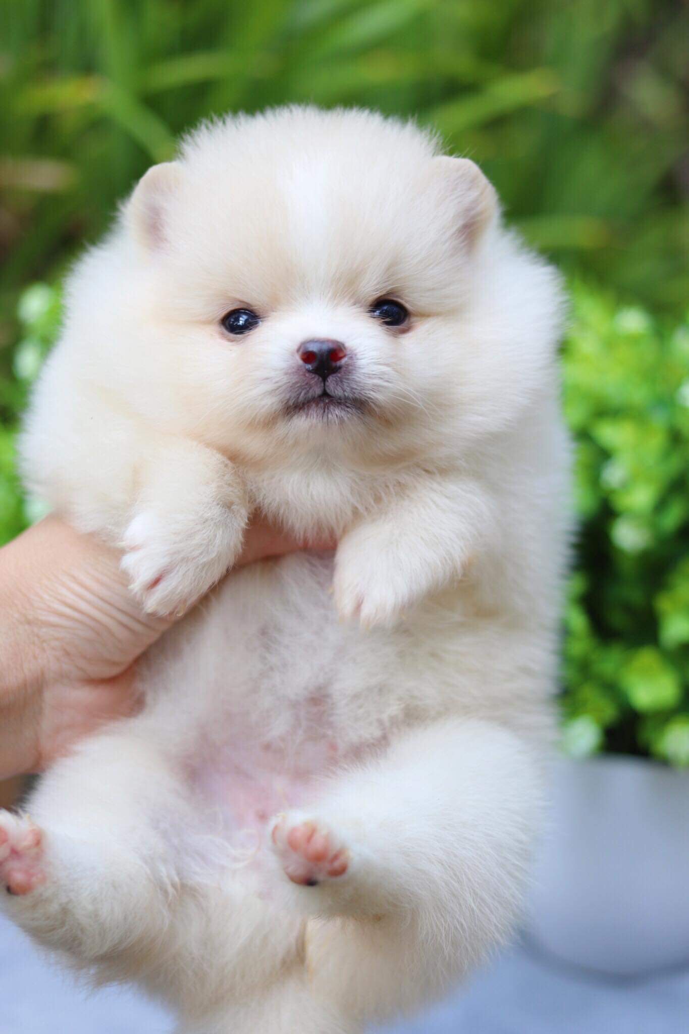 ปอมเมอเรเนียน เพศเมีย