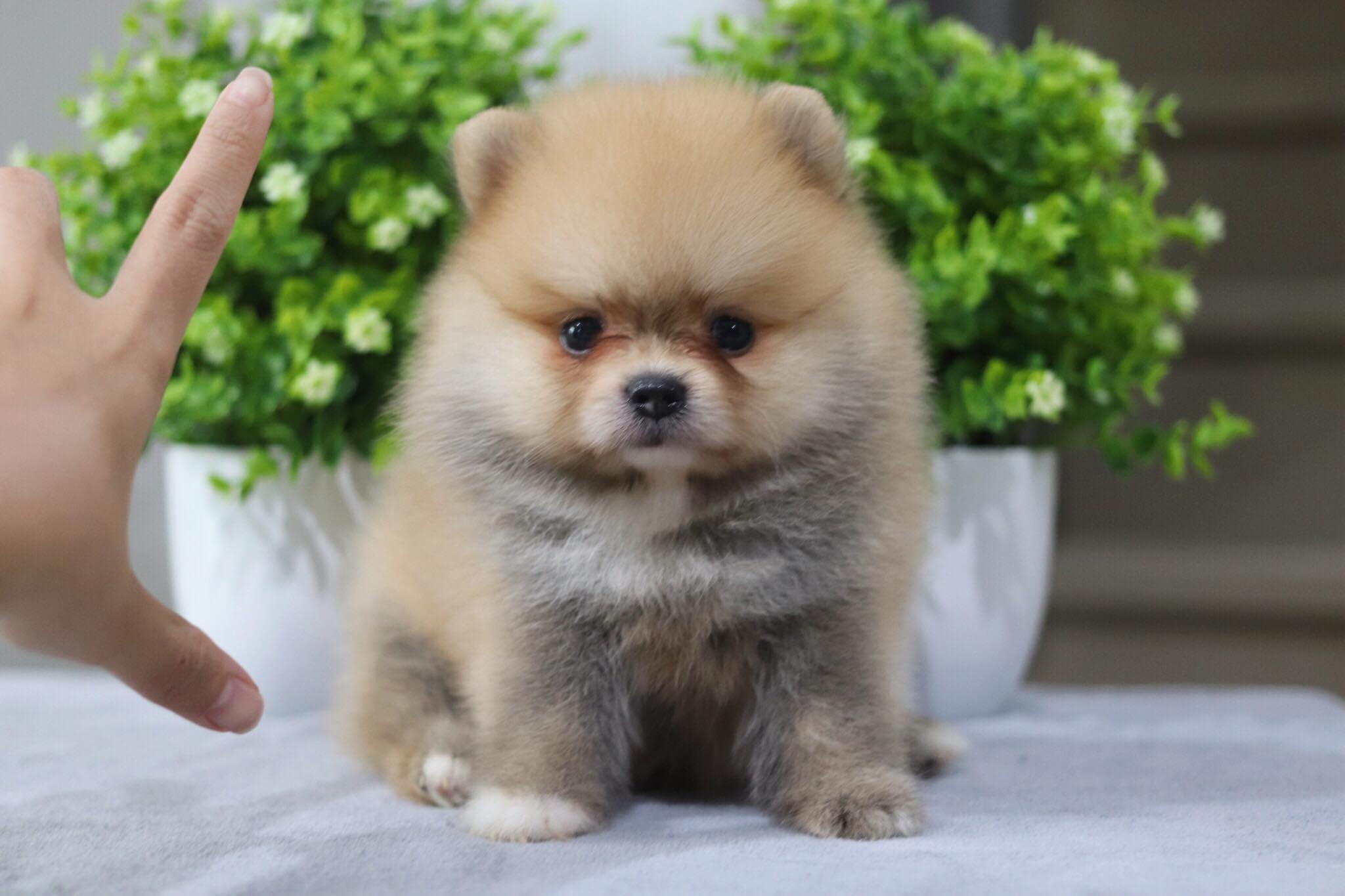 ปอมเมอเรเนียน เพศเมีย