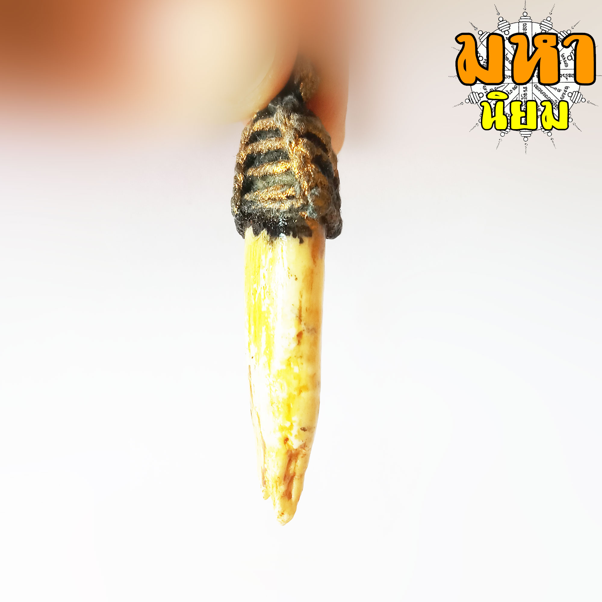 เขี้ยวหมูตัน ถักเชือกรอบ ไม่ทราบที่มาแน่ชัด โปรดใช้วิจารณญาณ