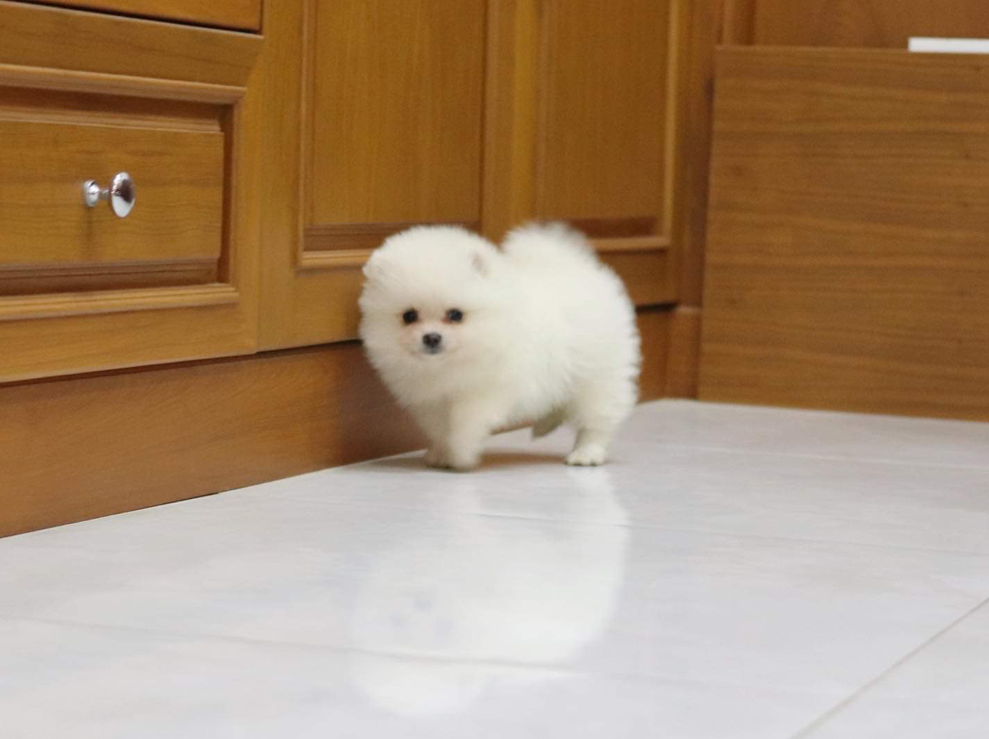 ปอมเมอเรเนียน เพศผู้