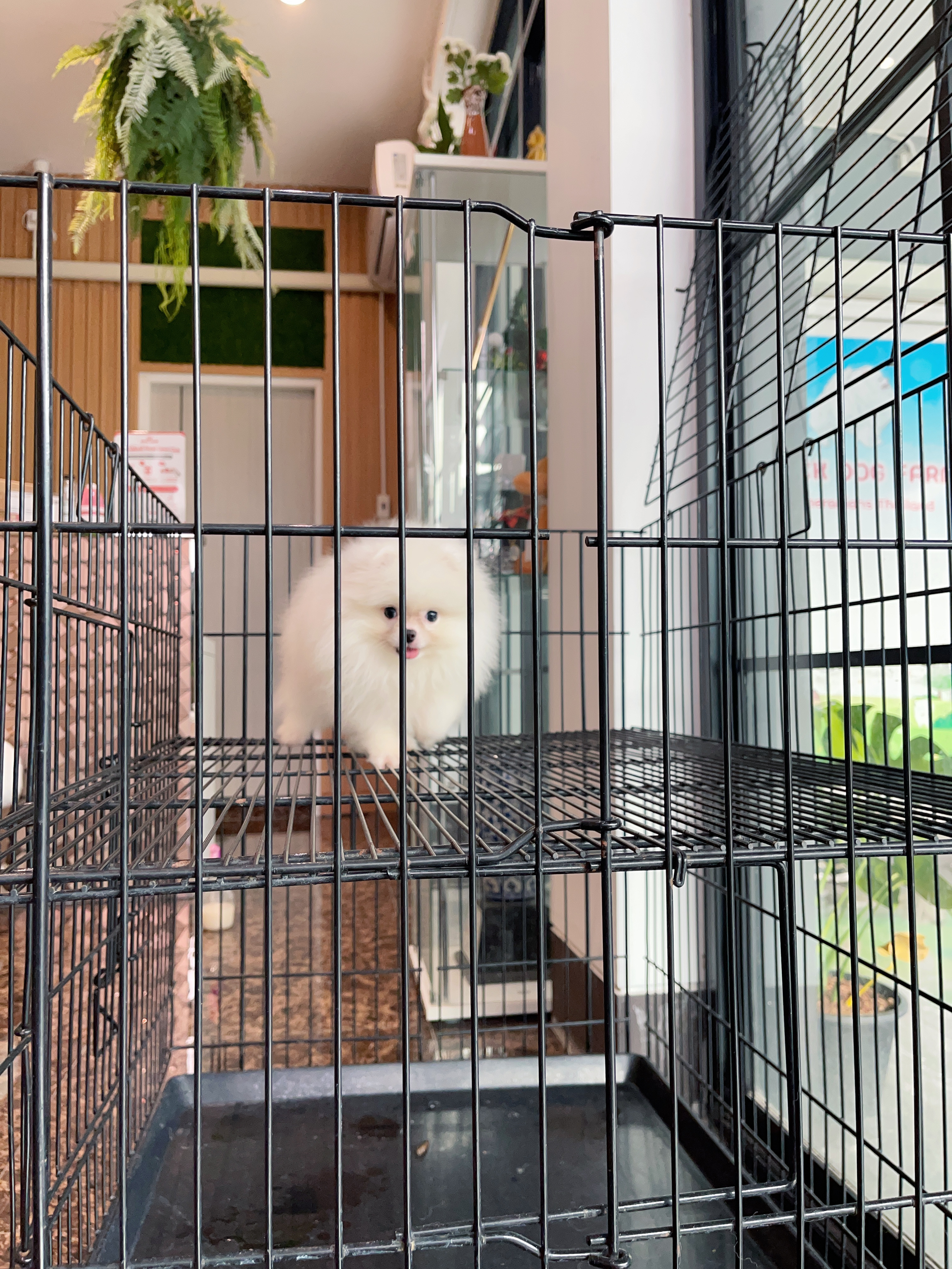 ปอมเมอเรเนียน เพศผู้สีขาวครีมเกรดโชว์