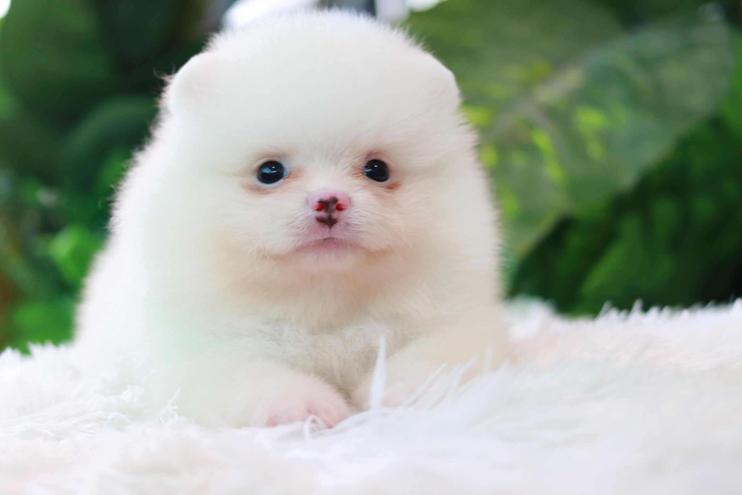 ปอมเมอเรเนียน เพศผู้ สีขาวสำลีหน้าฟ็อก