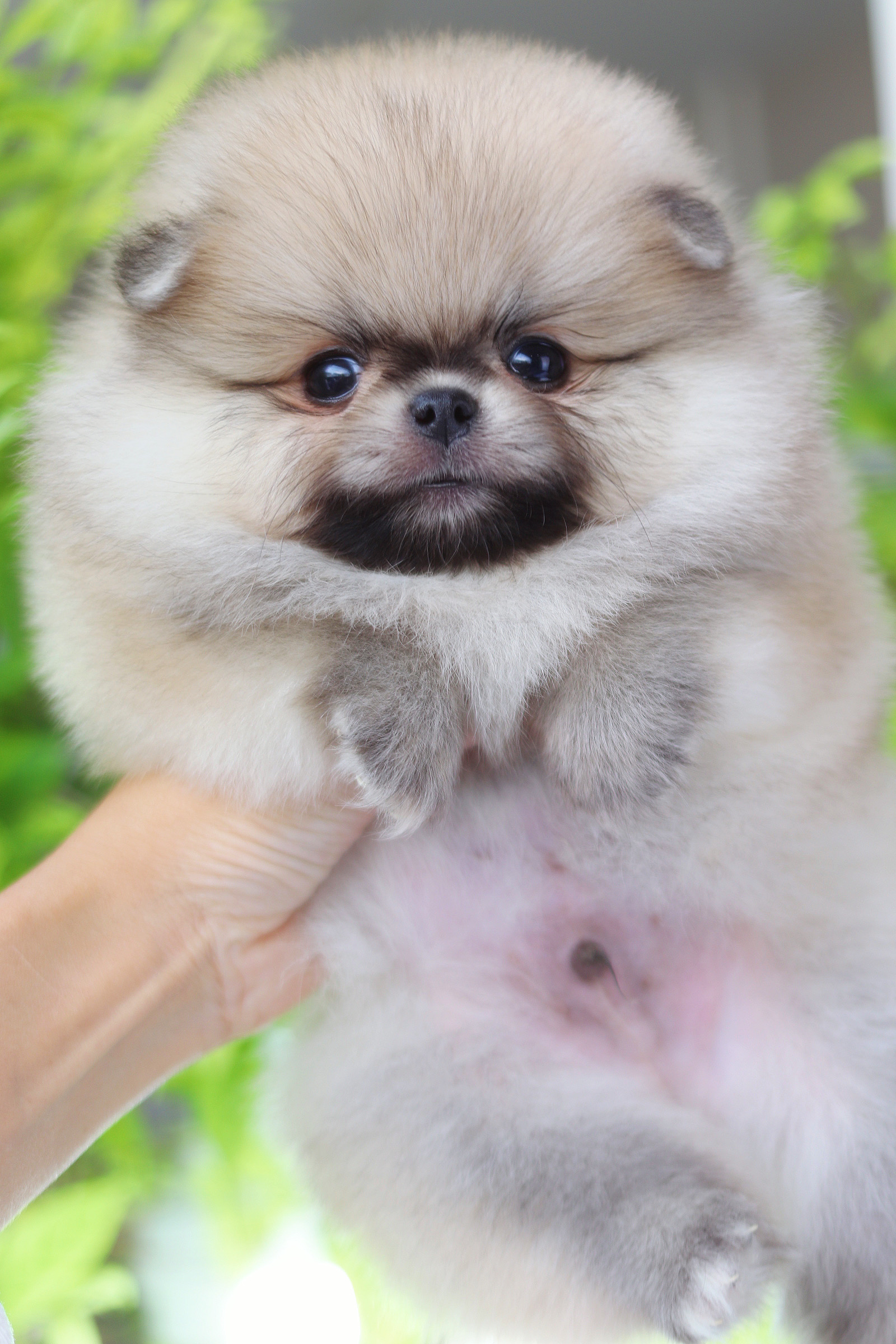 ปอมเมอเรเนียน เพศผู้ สีส้ม เกรดโชว์