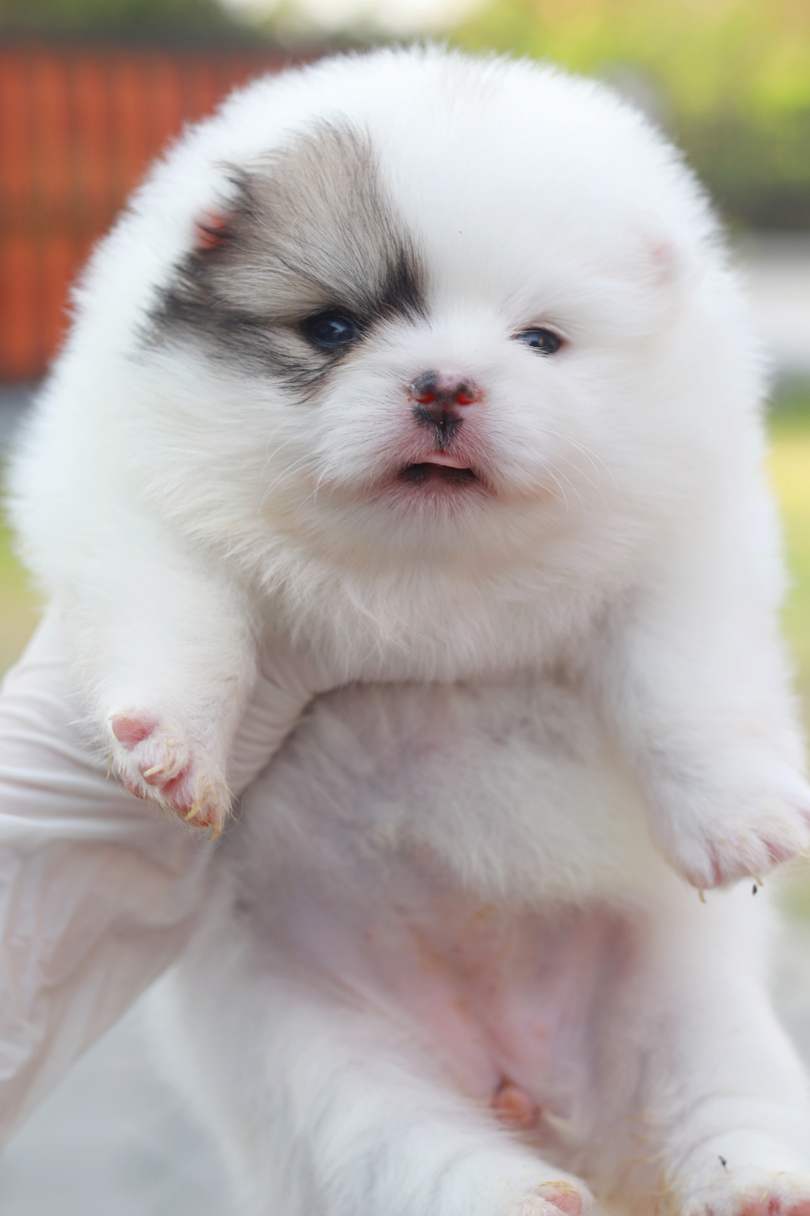 ปอมเมอเรเนียน เพศเมียแฟนซี