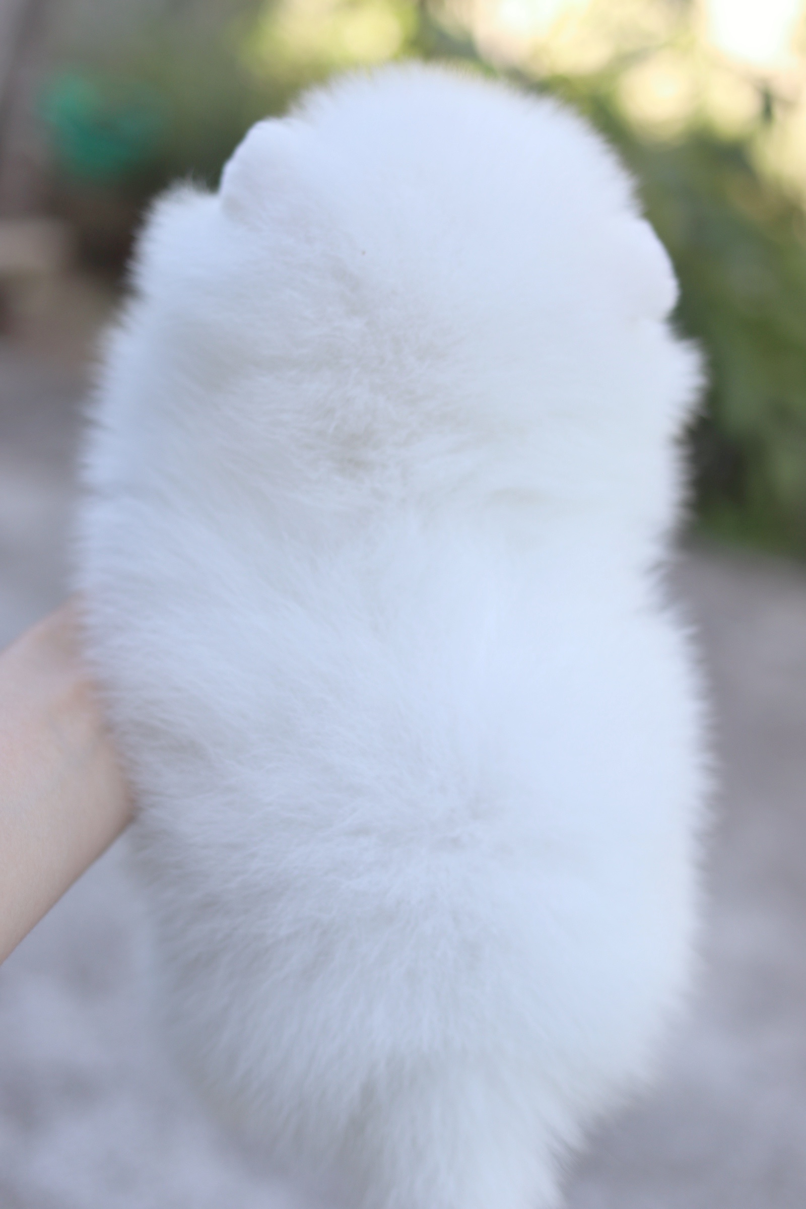 ปอมเมอเรเนียน เพศผู้ สีขาว