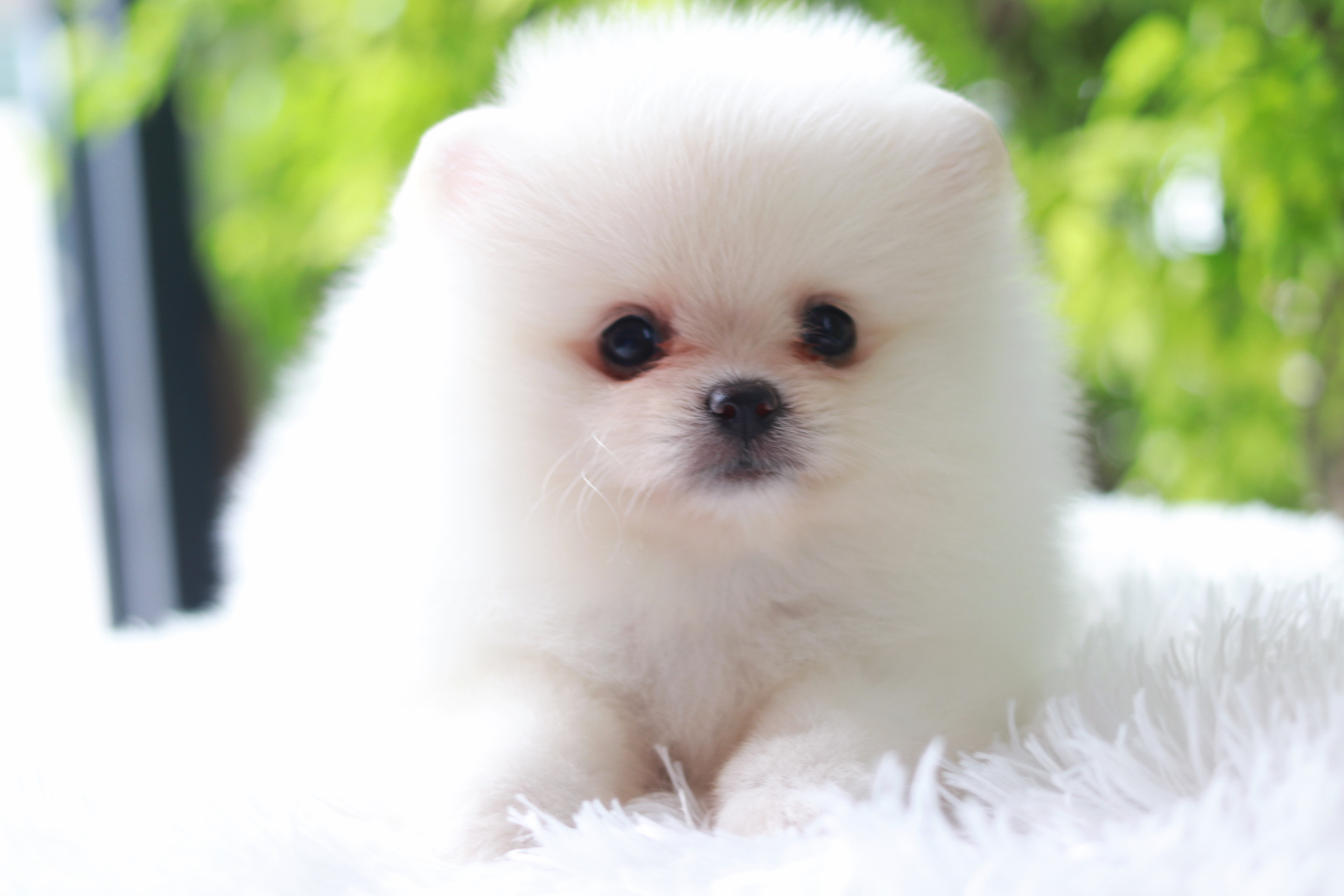 ปอมเมอเรเนียน เพศเมียขาวครีม หน้าตุ๊กตา