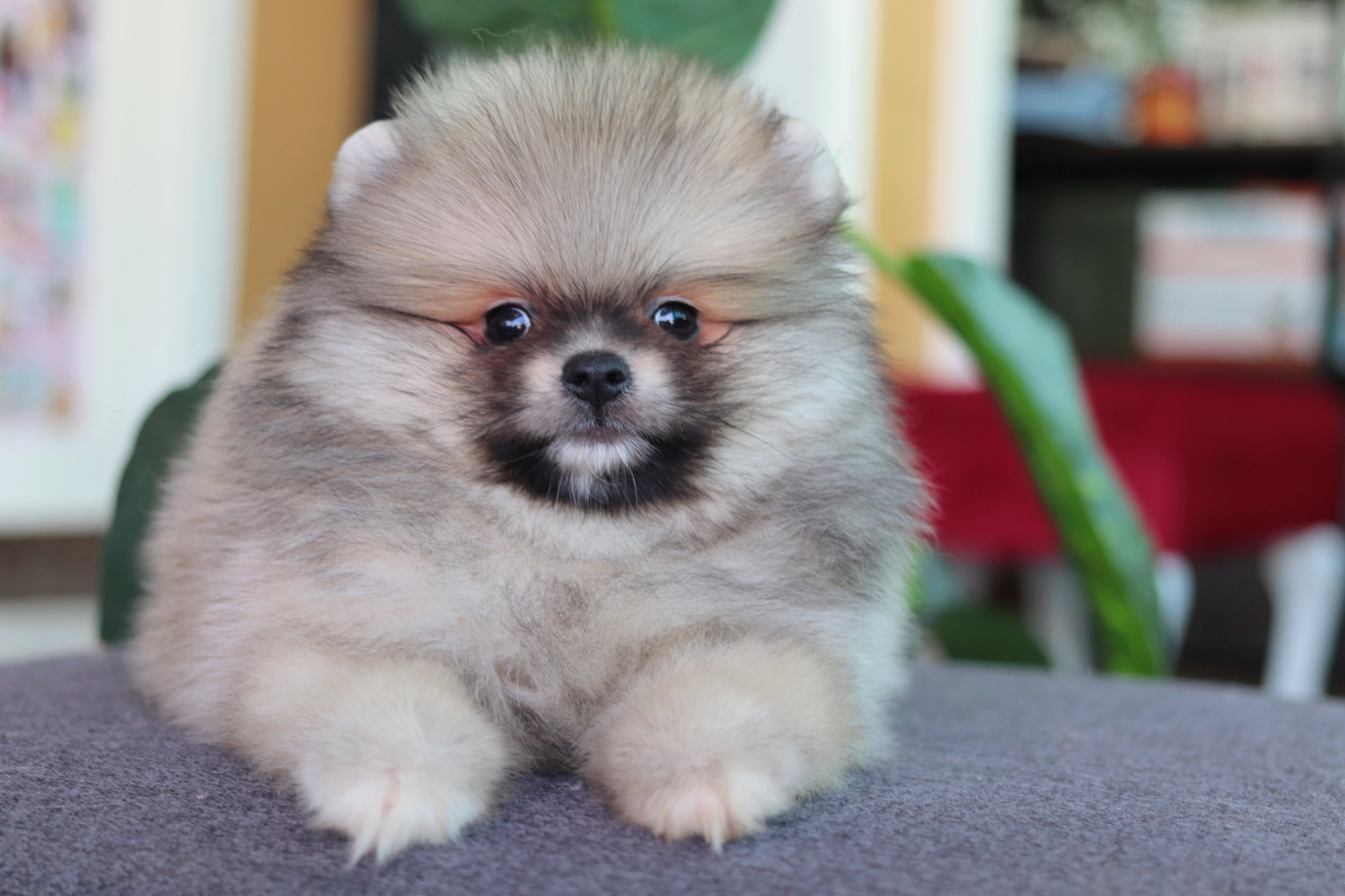 ปอมเมอเรเนียน เพศผู้ สีส้ม ขนแน่นหน้าตุ๊กตา