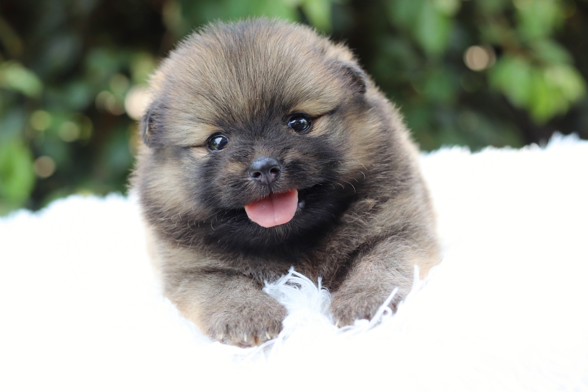 ปอมเมอเรเนียน เพศผู้ สีส้ม