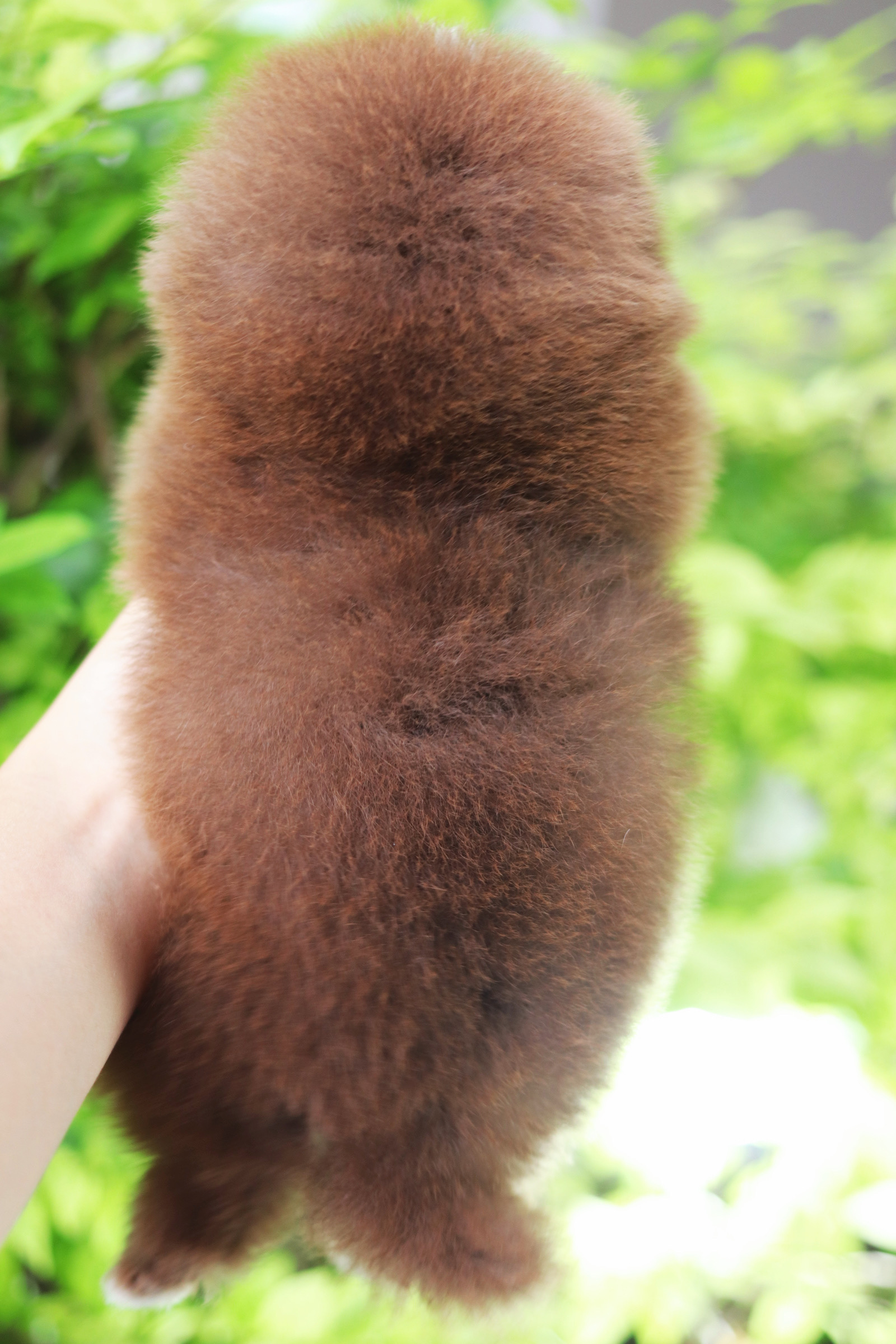 ปอมเมอเรเนียน เพศผู้ สีช็อค เกรดโชว์