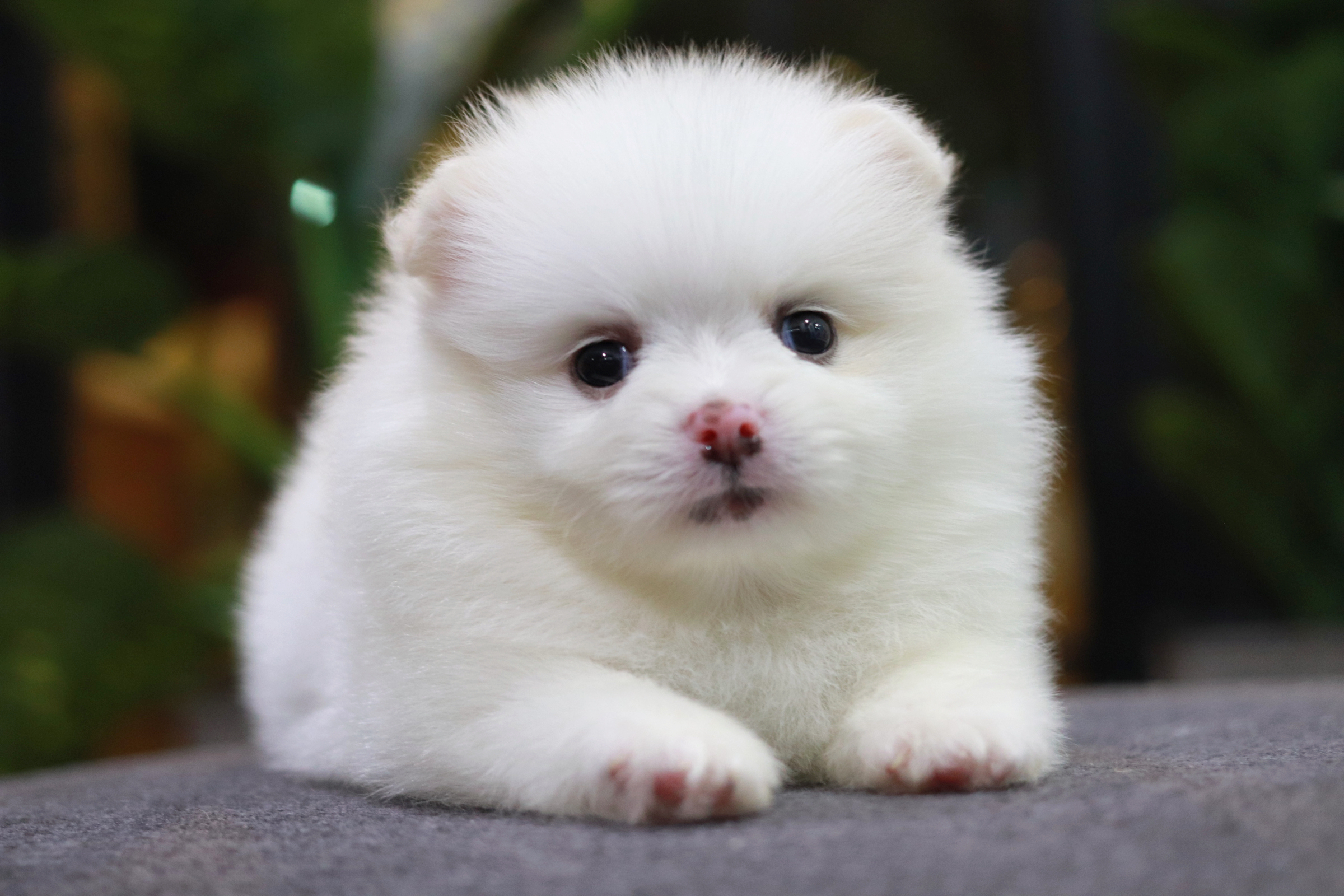 ปอมเมอเรเนียน เพศผู้ หน้าธรรมดา