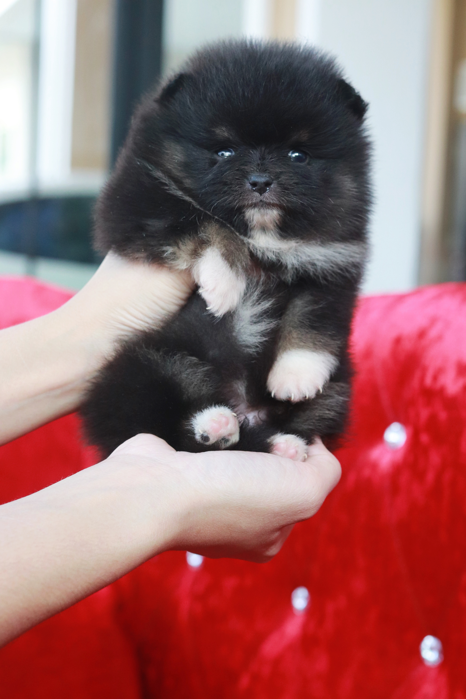 ปอมเมอเรเนียน เพศเมีย แบล็คแทน