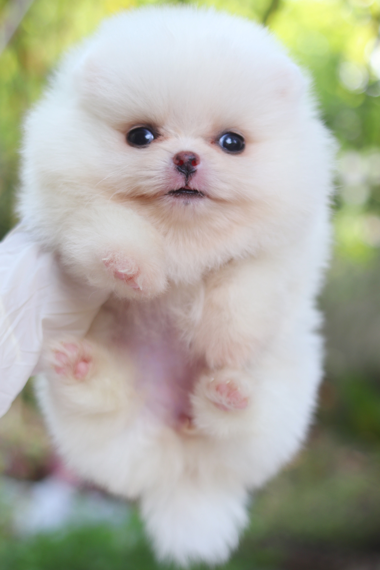 ปอมเมอเรเนียน เพศเมียสีขาวครีม เกรดโชว์