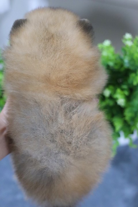 ปอมเมอเรเนียน เพศเมีย