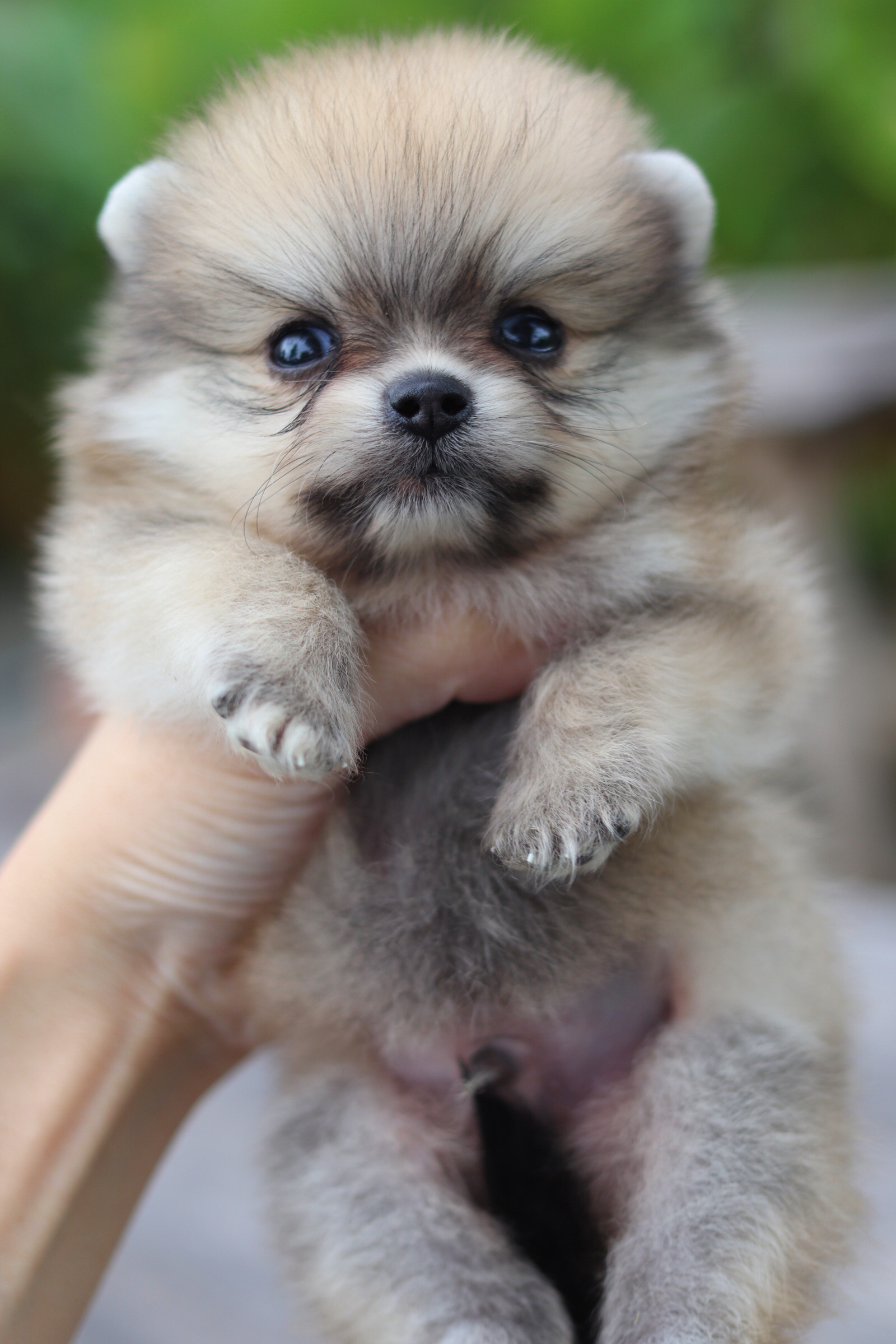 ปอมเมอเรเนียน เพศผู้