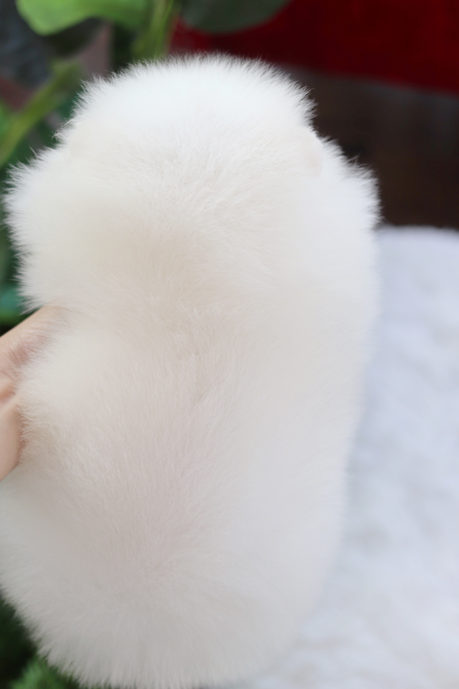 ปอมเมอเรเนียน เพศผู้ สีขาว