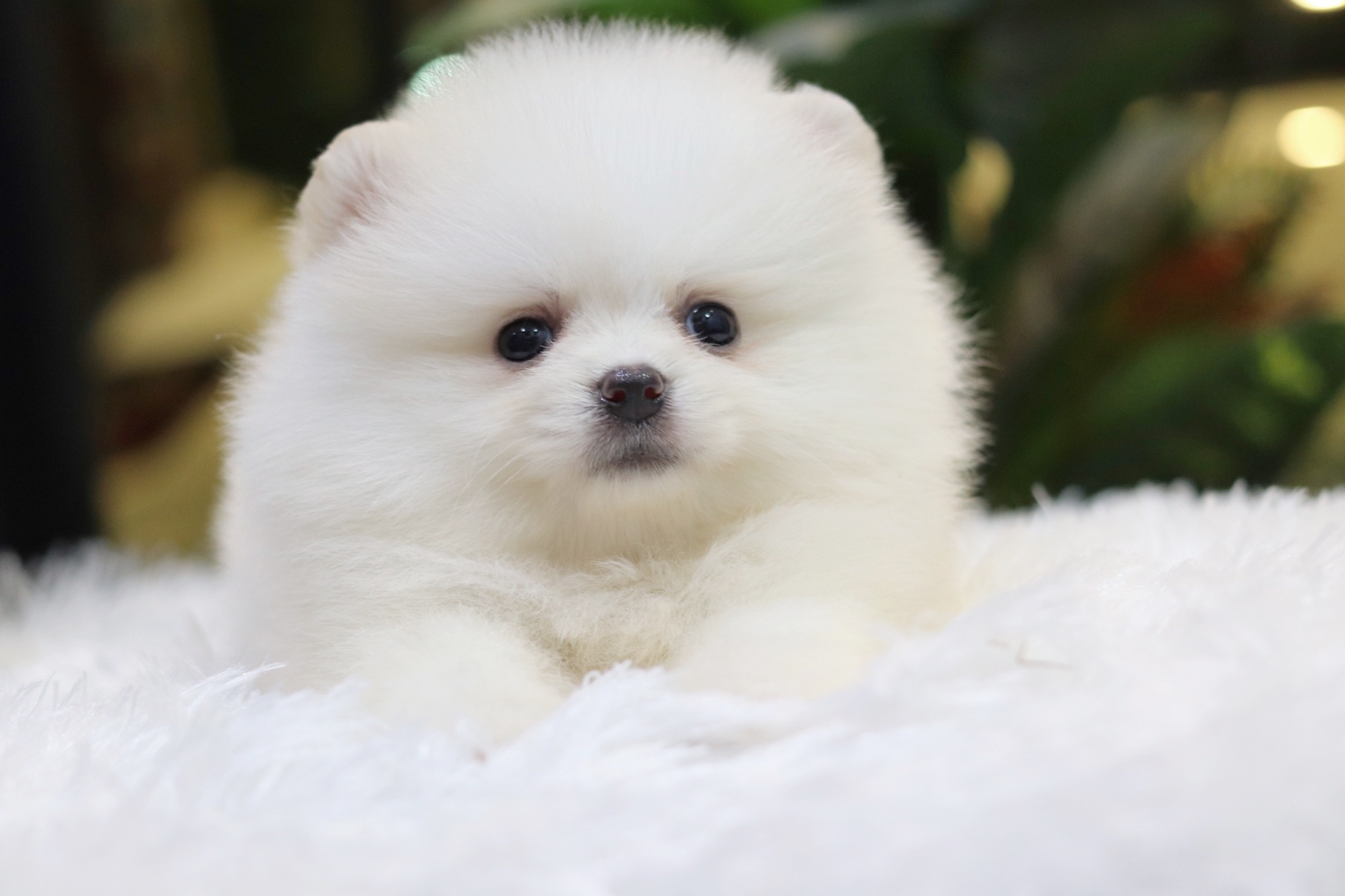 ปอมเมอเรเนียน เพศผู้ ขาวครีม