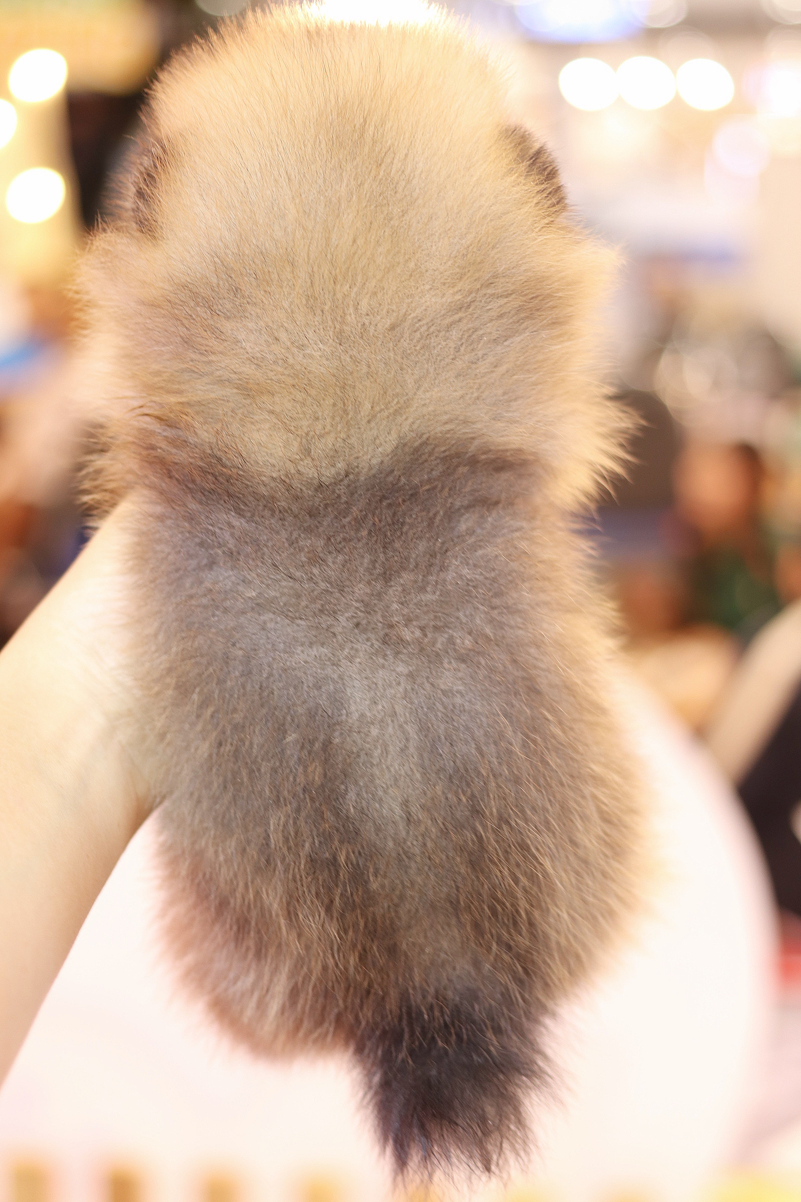 ปอมเมอเรเนียน เพศผู้สีส้ม เกรดโชว์