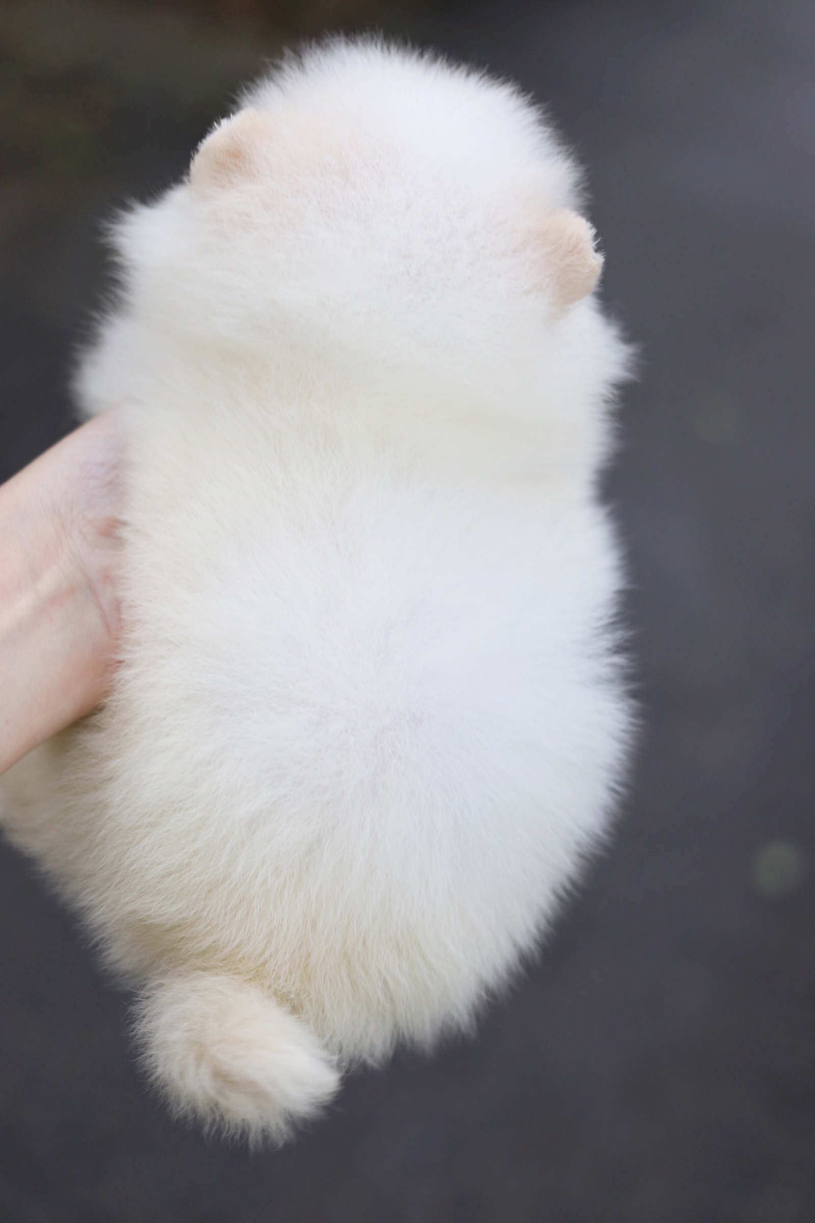 ปอมเมอเรเนียน เพศเมียสีขาวครีม