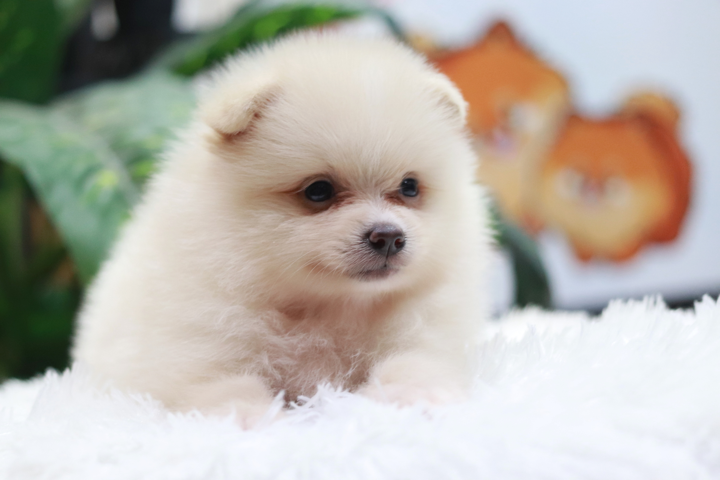 ปอมเมอเรเนียน เพศผู้ เกรดเลี้ยงเล่นหน้าฟ็อก ขาวครีม