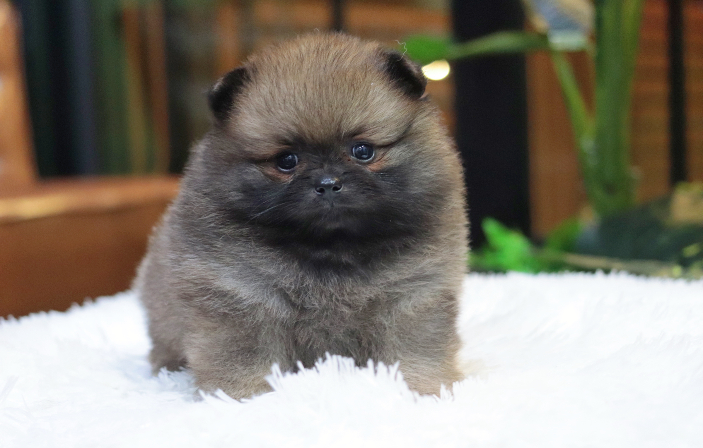 ปอมเมอเรเนียน เพศเมียสีส้มเซเบิ้ล