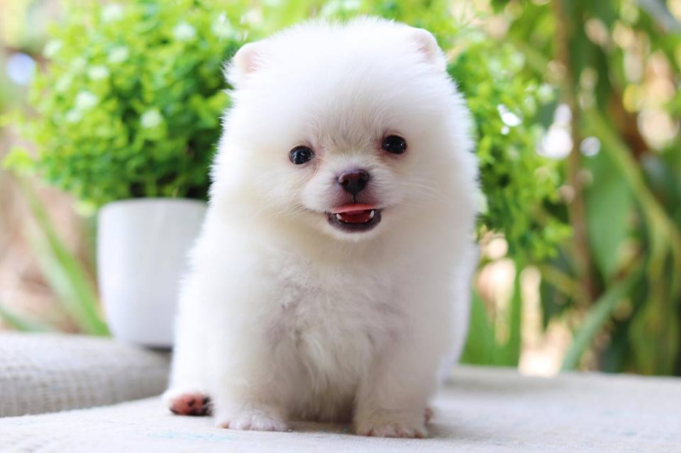 ปอมเมอเรเนียน เพศผู้