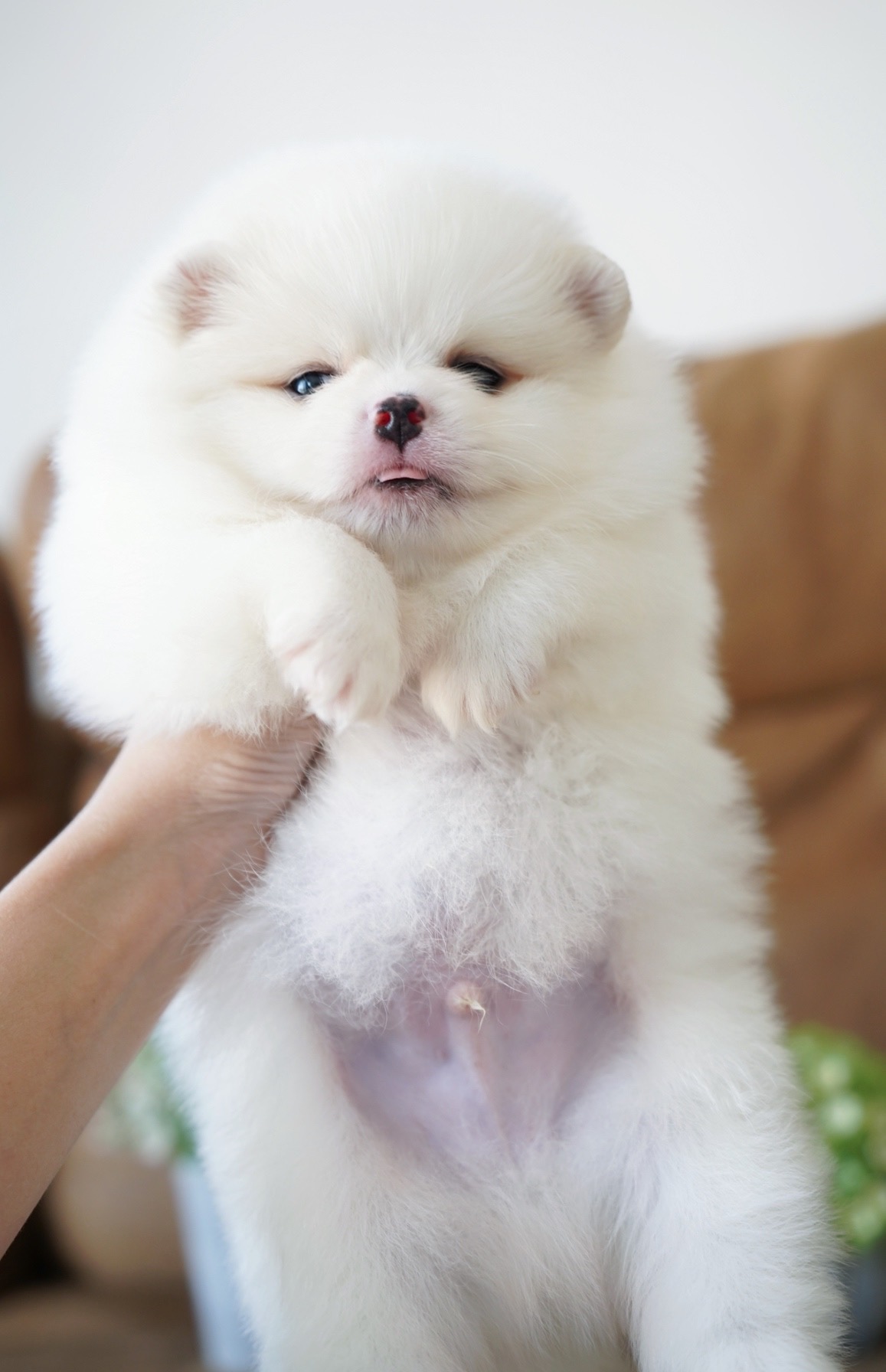 ปอมเมอเรเนียน เพศผู้ สีขาว