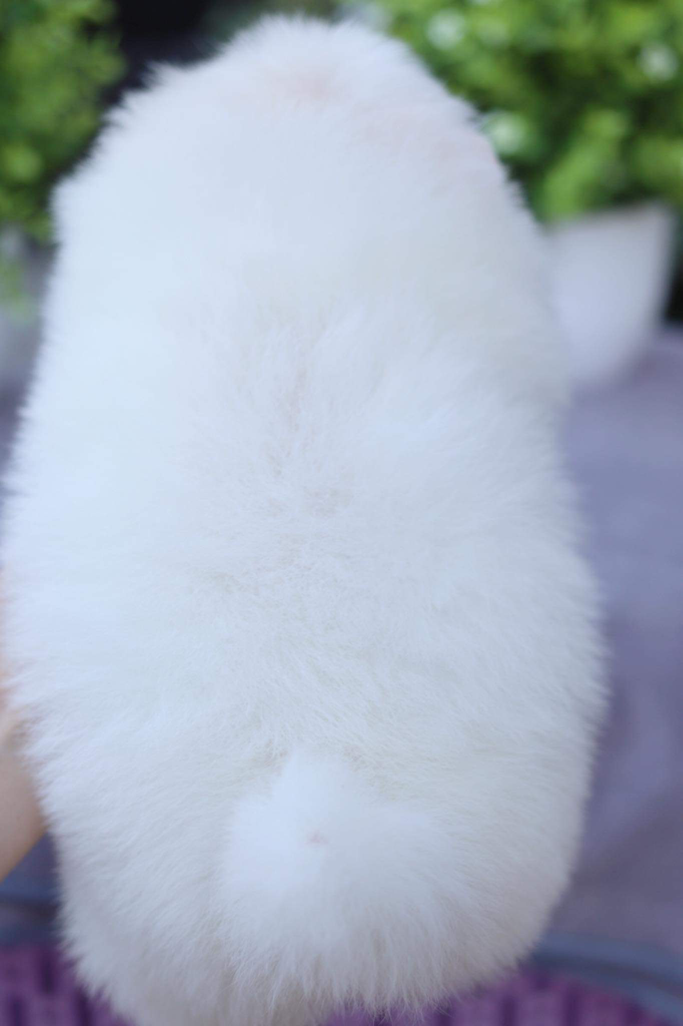 ปอมเมอเรเนียน เพศเมีย