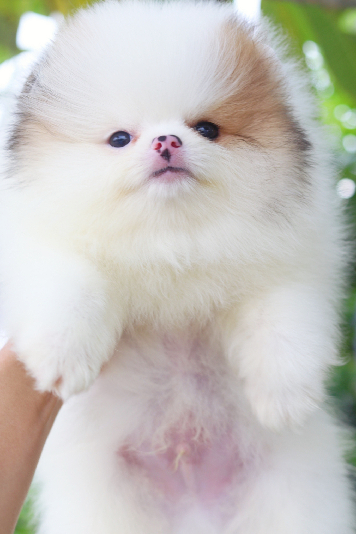 ปอมเมอเรเนียน เพศผู้สีแฟนซี