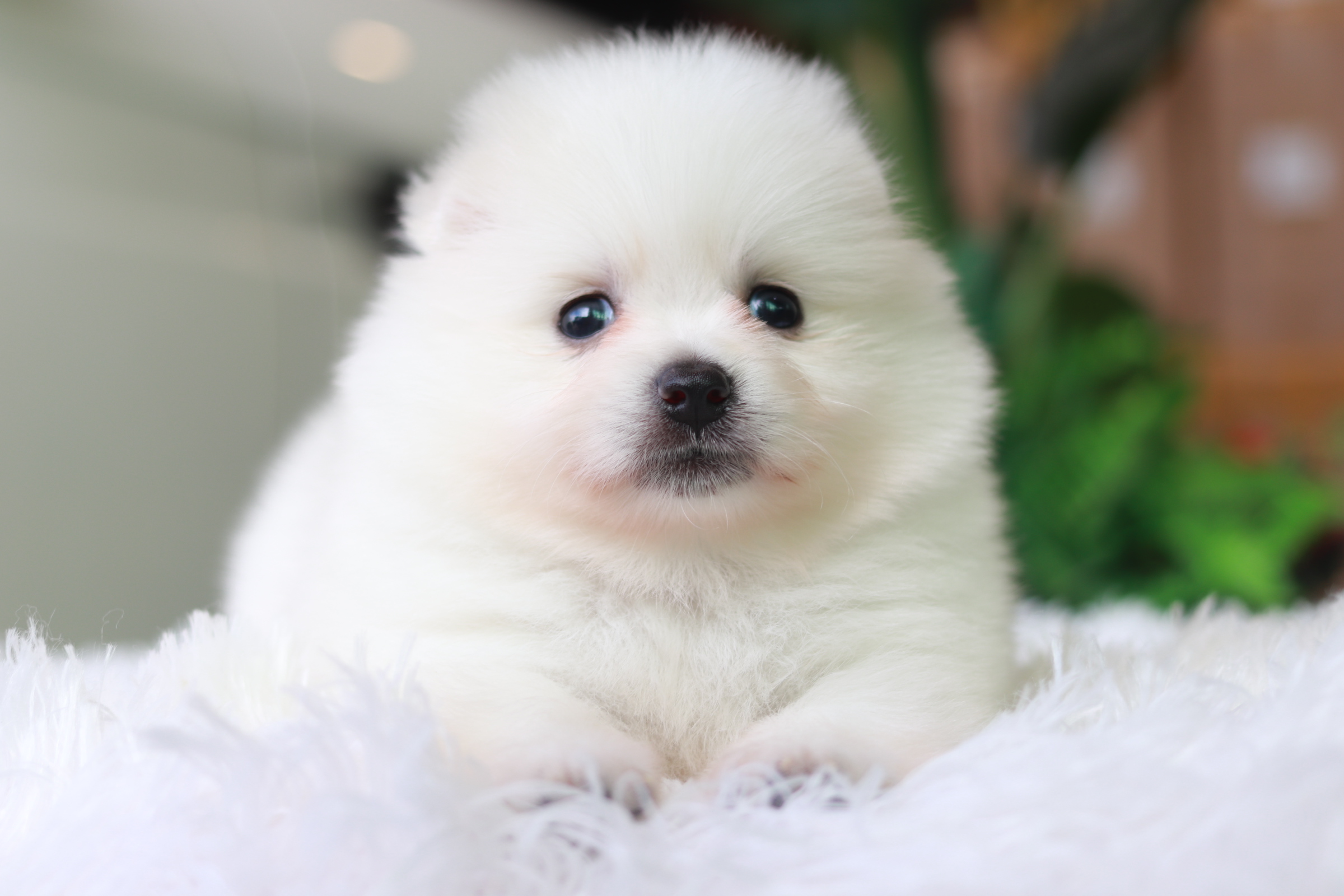 ปอมเมอเรเนียน เพศผู้ สีขาว