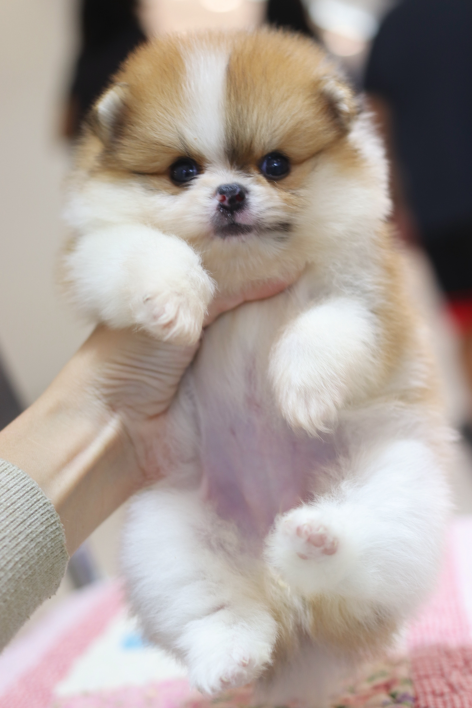 ปอมเมอเรเนียน เพศเมียสีแฟนซี