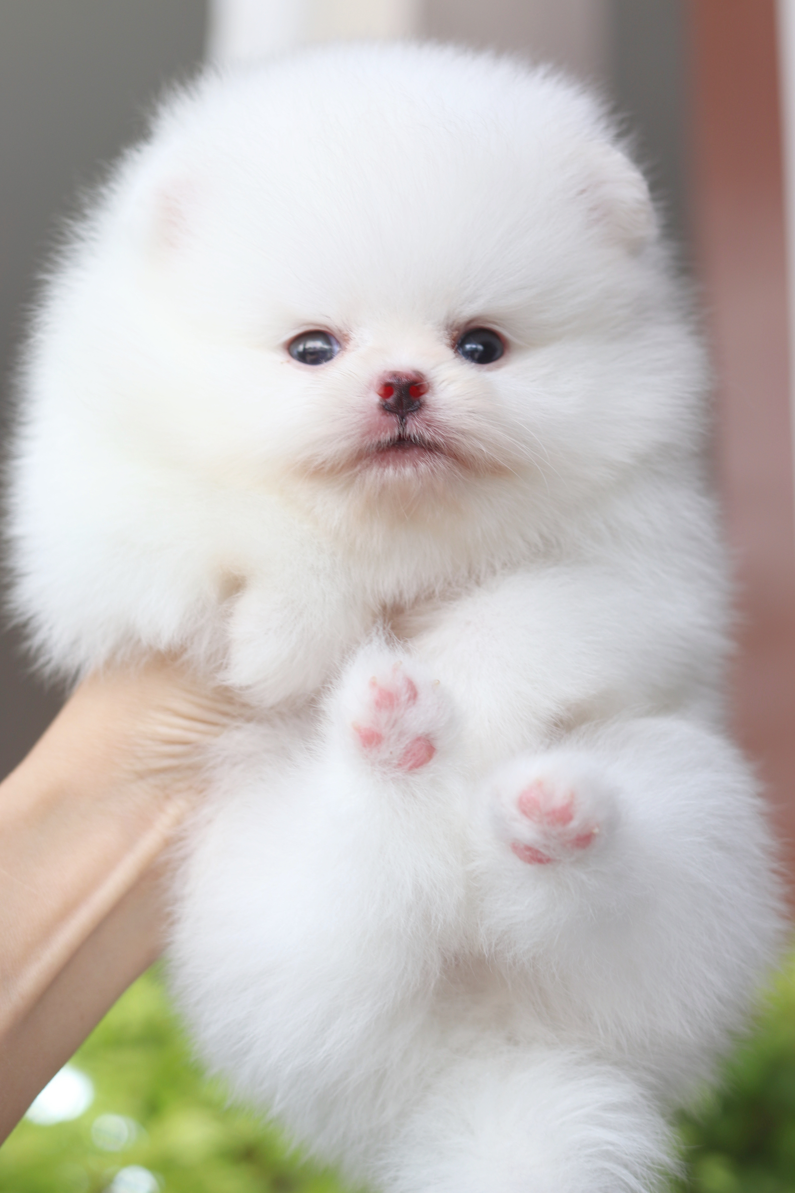 ปอมเมอเรเนียน เพศผู้ สีขาว เกรดโชว์ สายเลือดเกาหลี