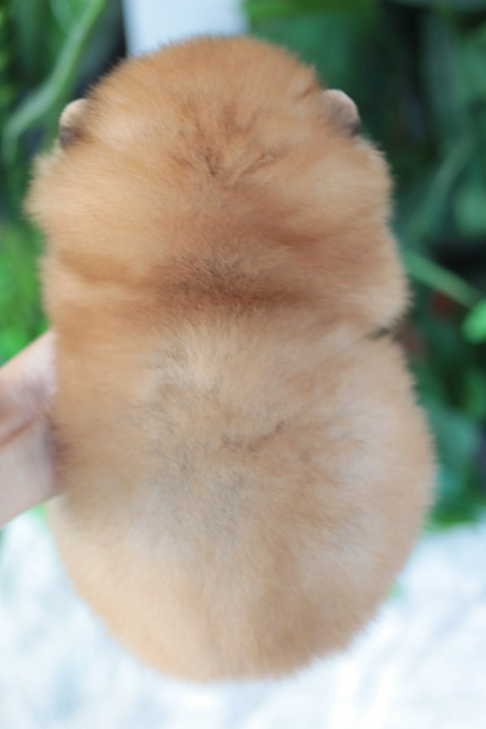 ปอมเมอเรเนียน เพศผู้ สีส้ม