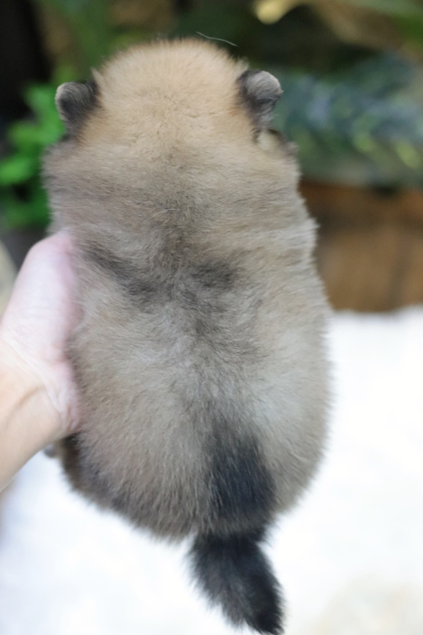 ปอมเมอเรเนียน เพศเมียสีส้ม ไซส์เล็ก