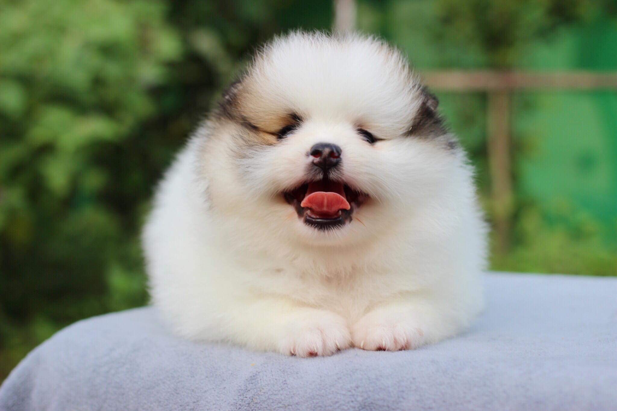 ปอมเมอเรเนียน เพศผู้ปาตี้