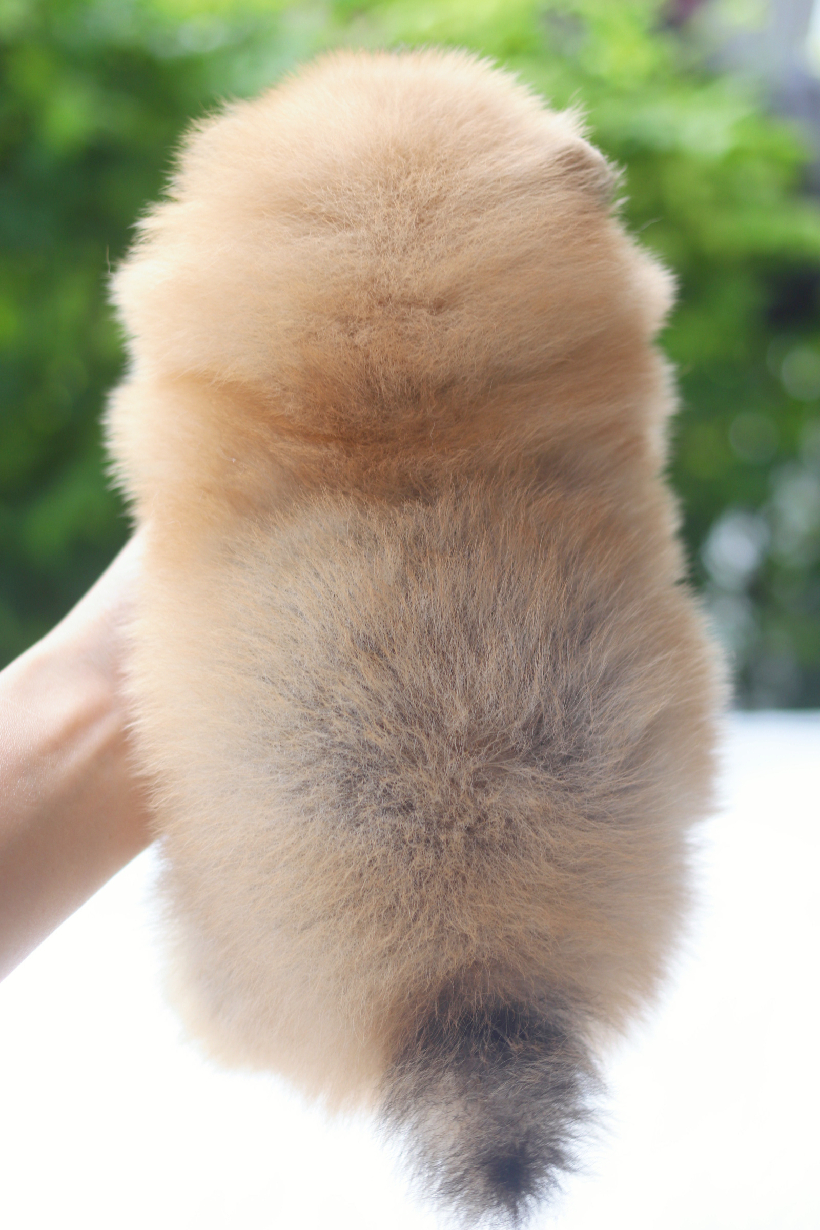 ปอมเมอเรเนียน เพศเมียสีส้ม