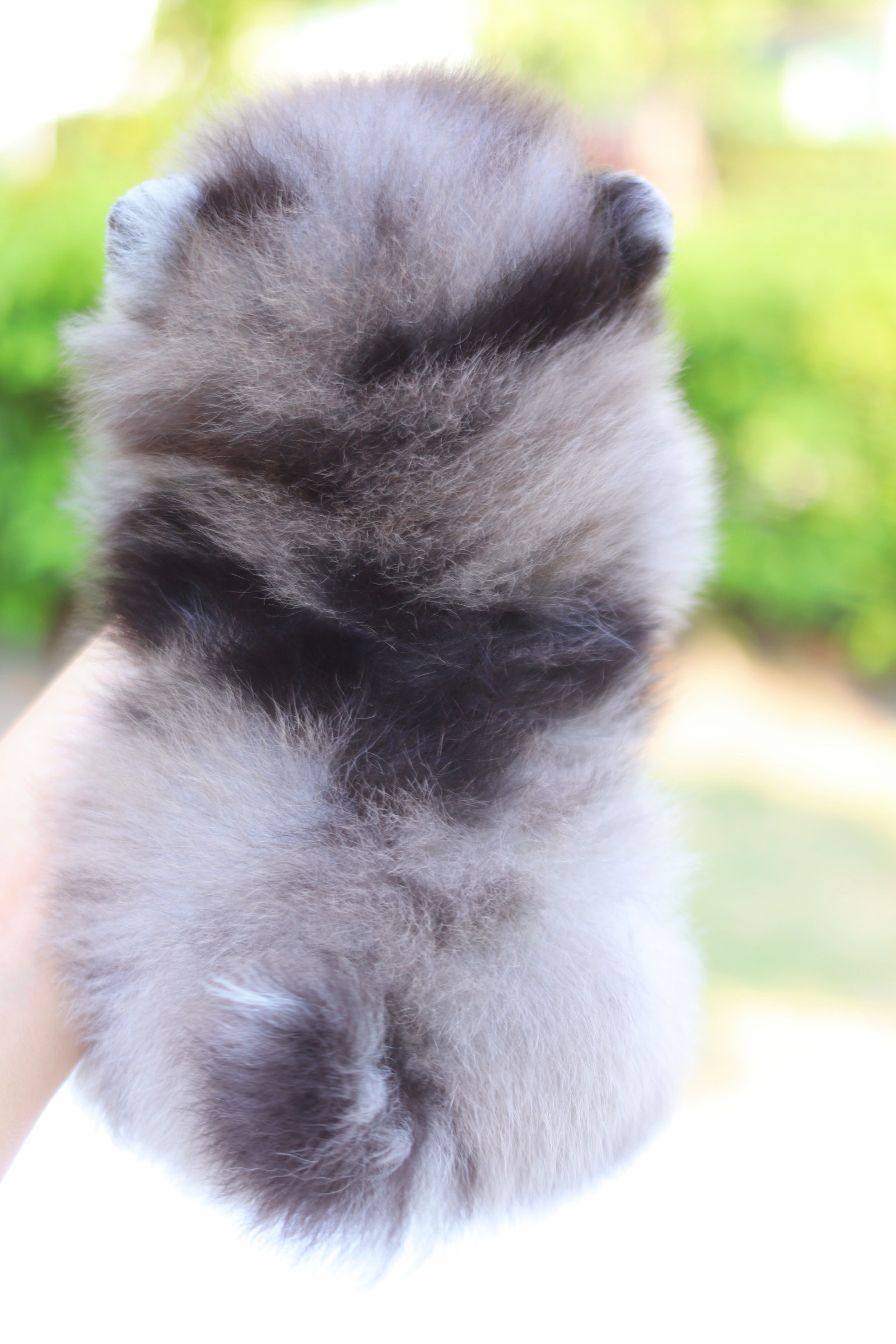 ปอมเมอเรเนียน เพศเมียสีเมอร์เร่เกรดโชว์