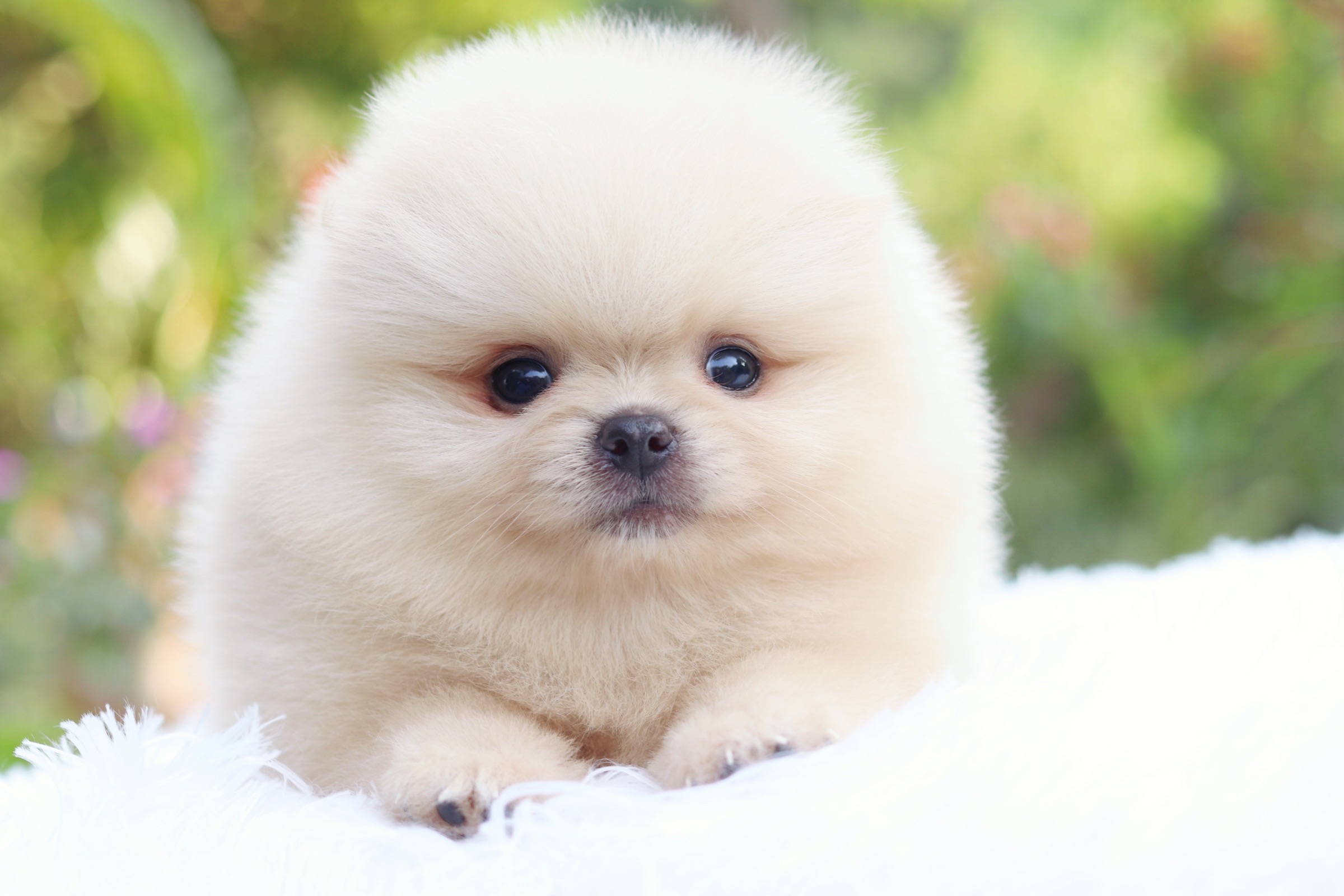 ปอมเมอเรเนียน เพศเมียขาวครีม