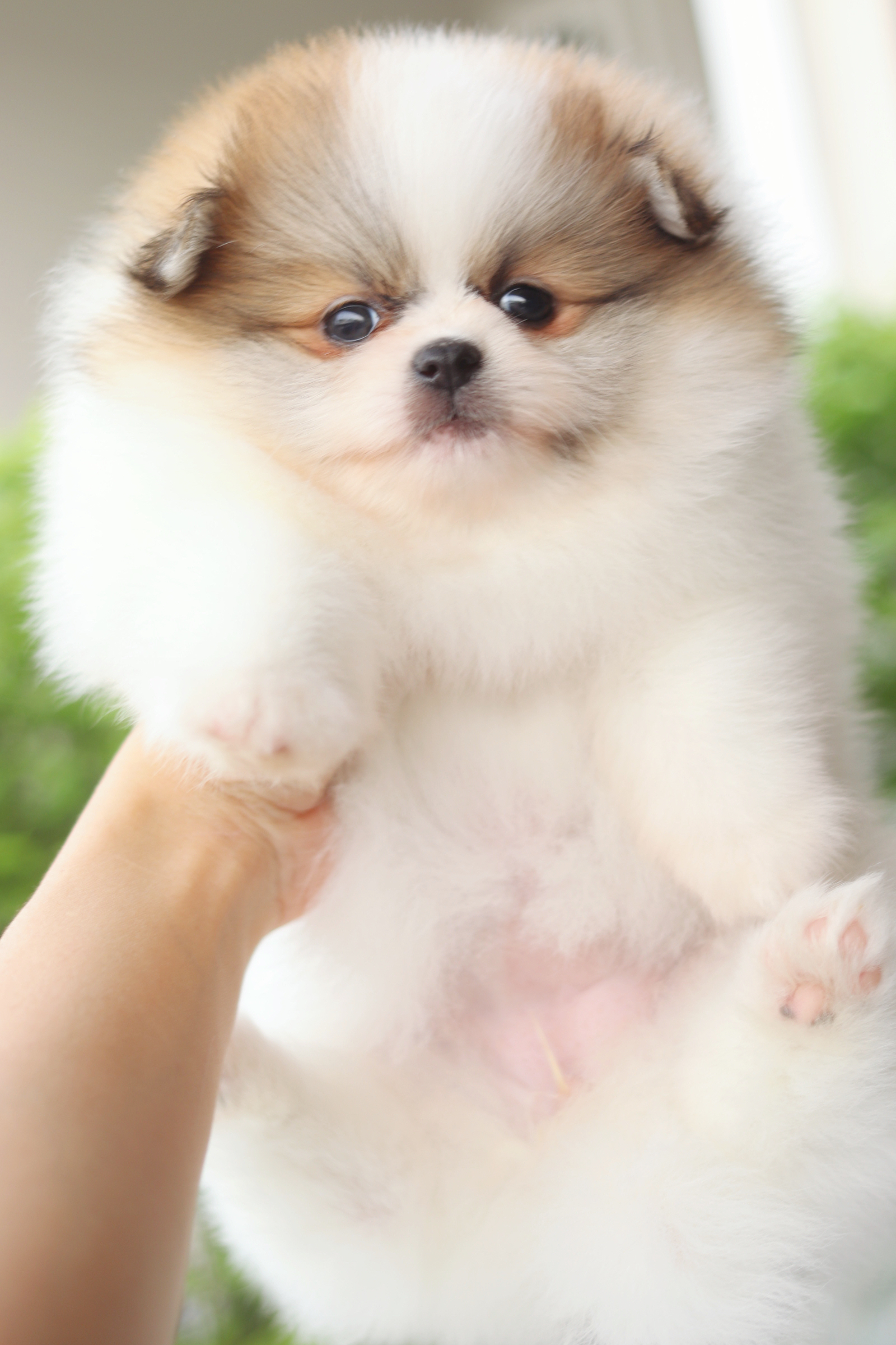 ปอมเมอเรเนียน เพศเมียสีแฟนซี