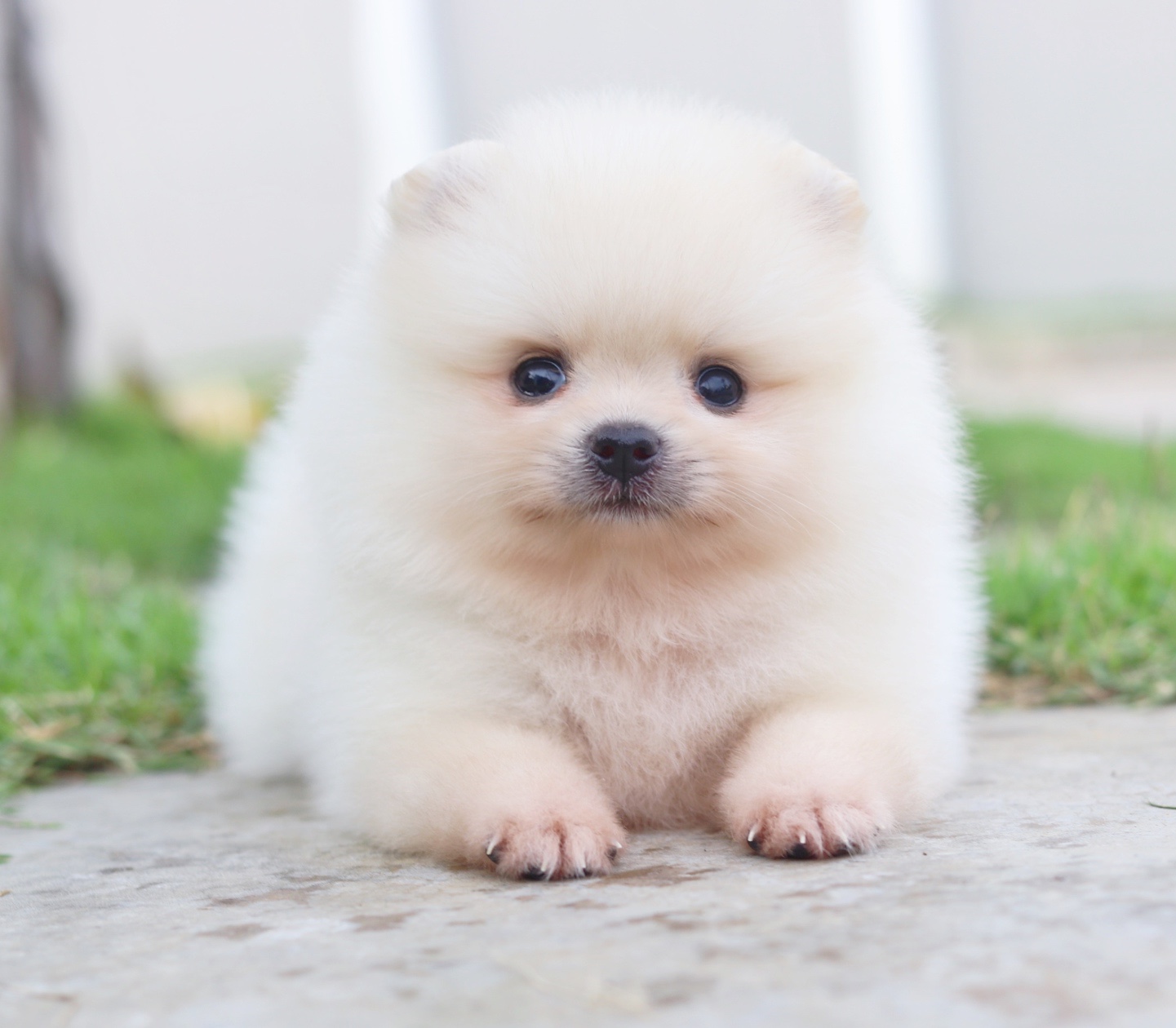 ปอมเมอเรเนียน เพศเมีย สีครีม