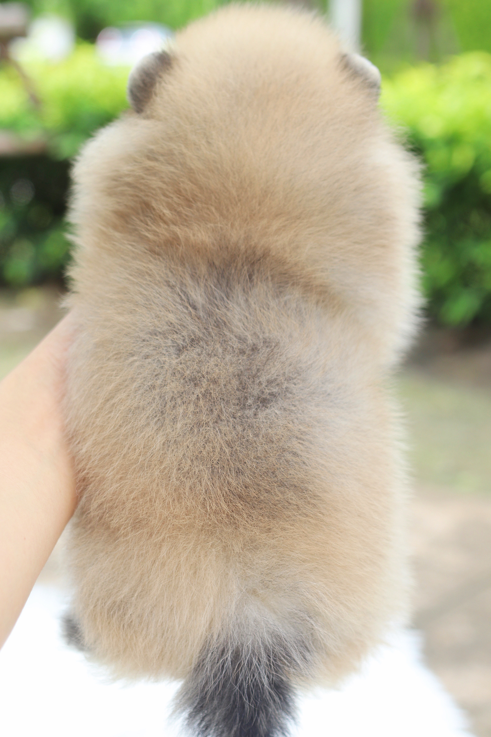 ปอมเมอเรเนียน เพศเมียสีส้ม