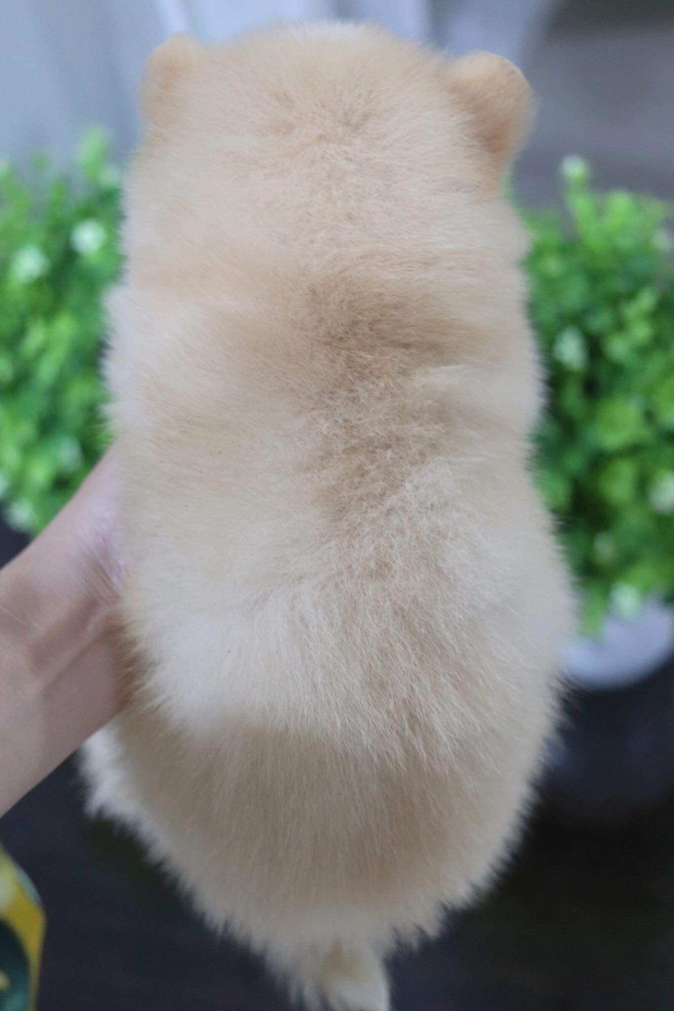 ปอมเมอเรเนียน เพศเมีย