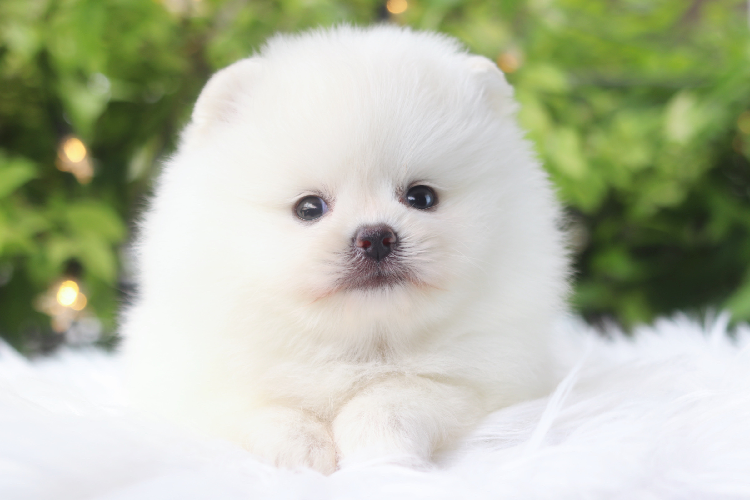 ปอมเมอเรเนียน เพศผู้สีขาวลูกครึ่งเกาหลี
