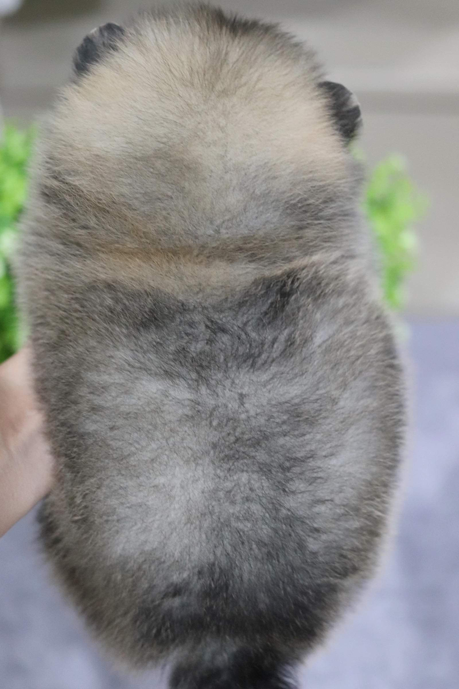 ปอมเมอเรเนียน เพศผู้